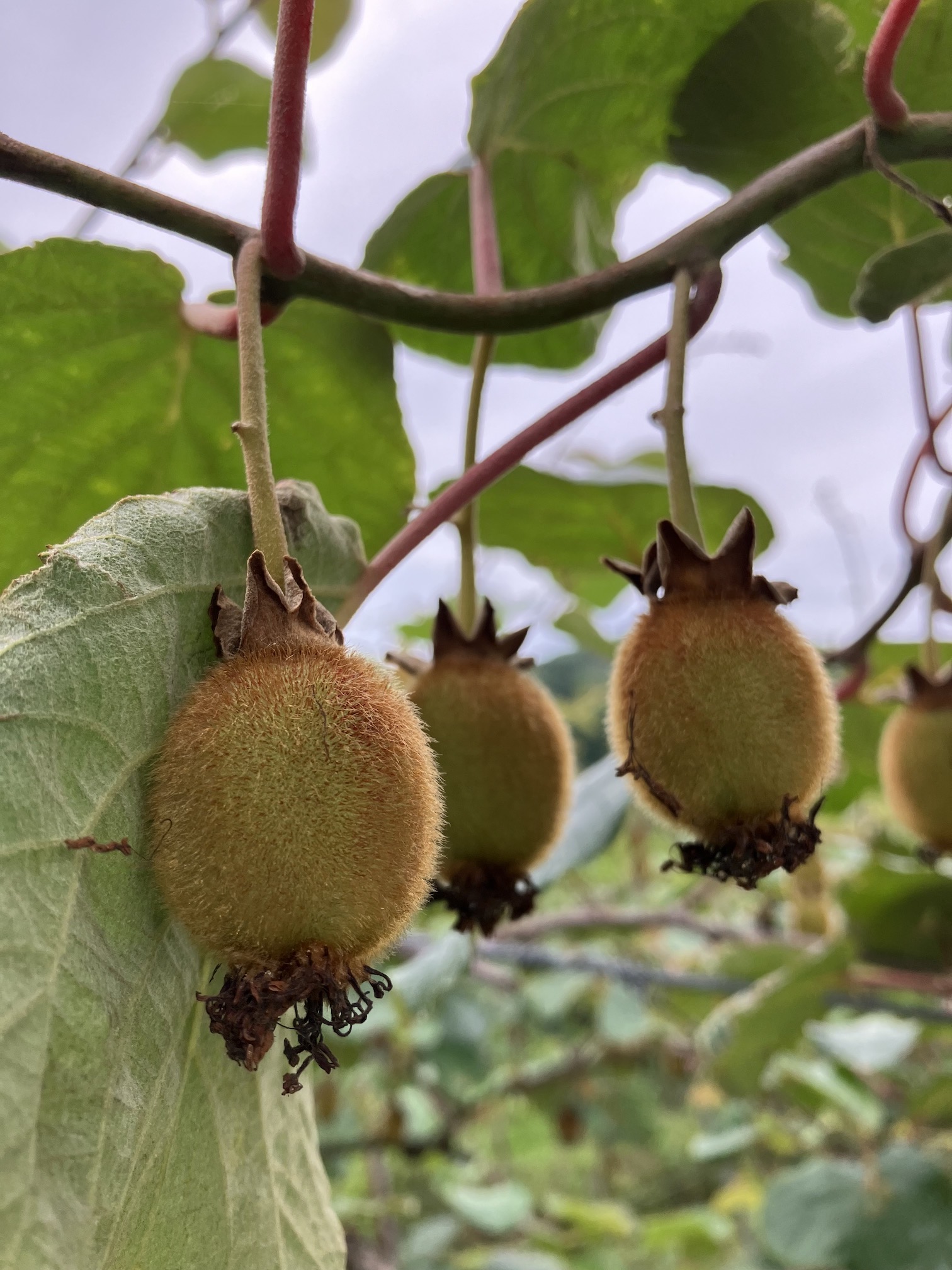 キウイになってきた🥝🧑‍🌾