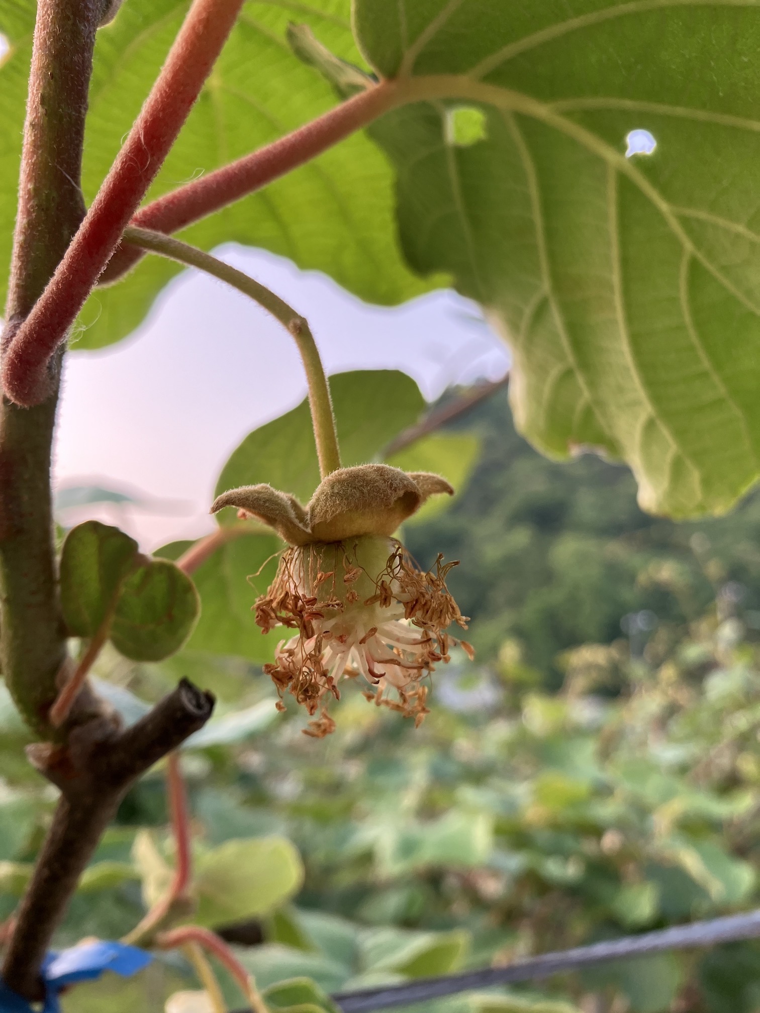受粉成功！？🥝