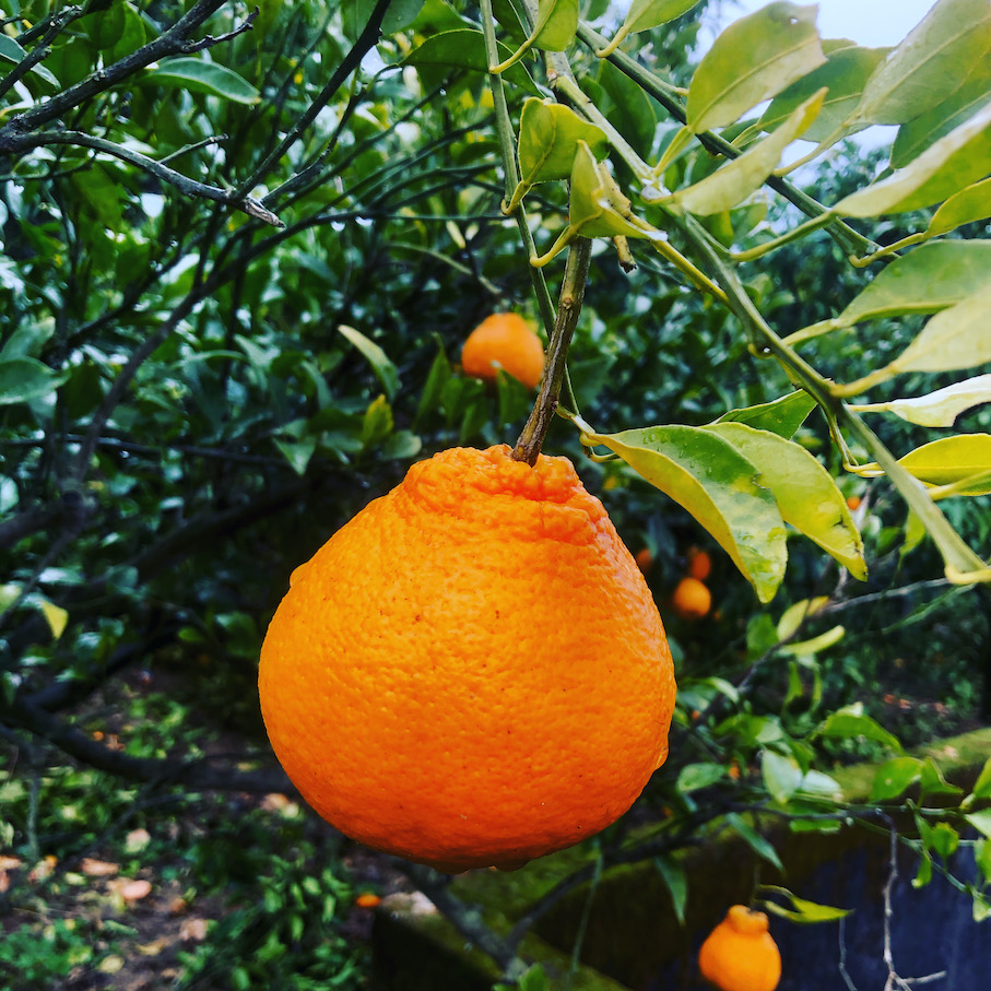 不知火の収穫🍊