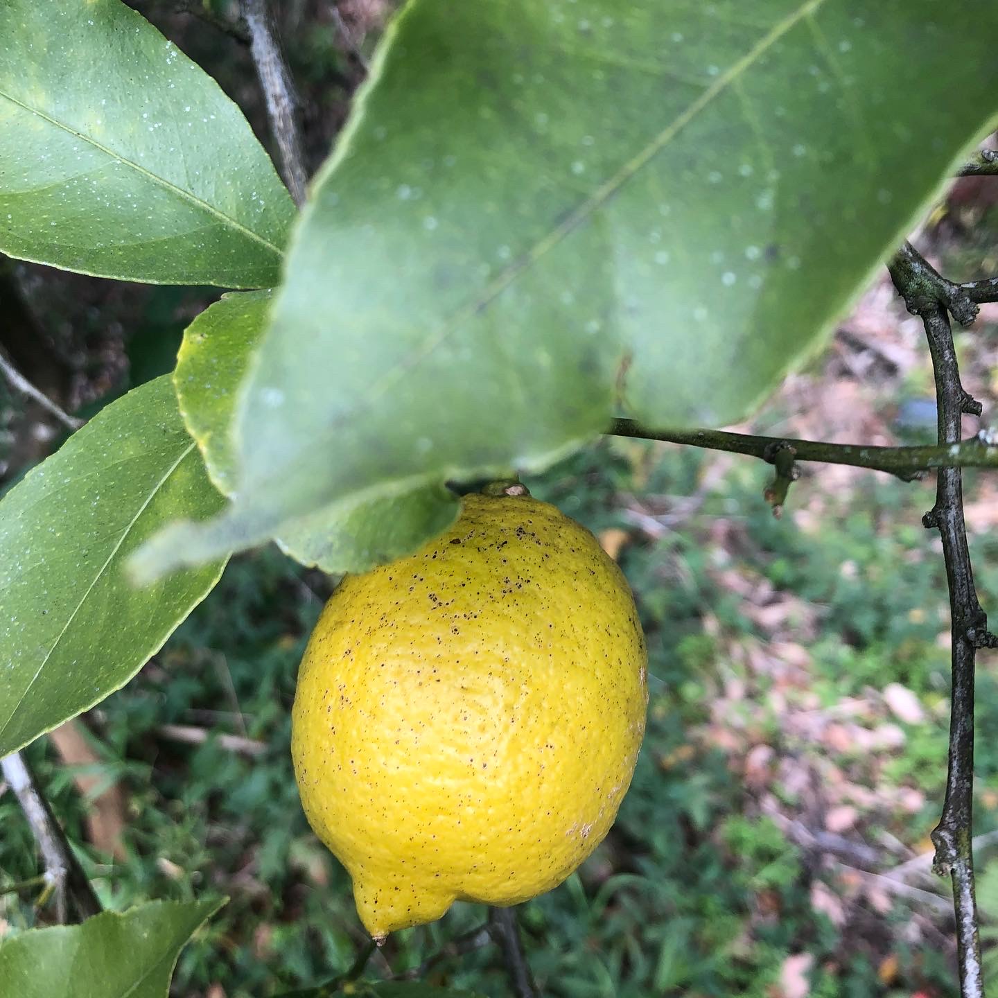 レモンの販売開始致しました🍋