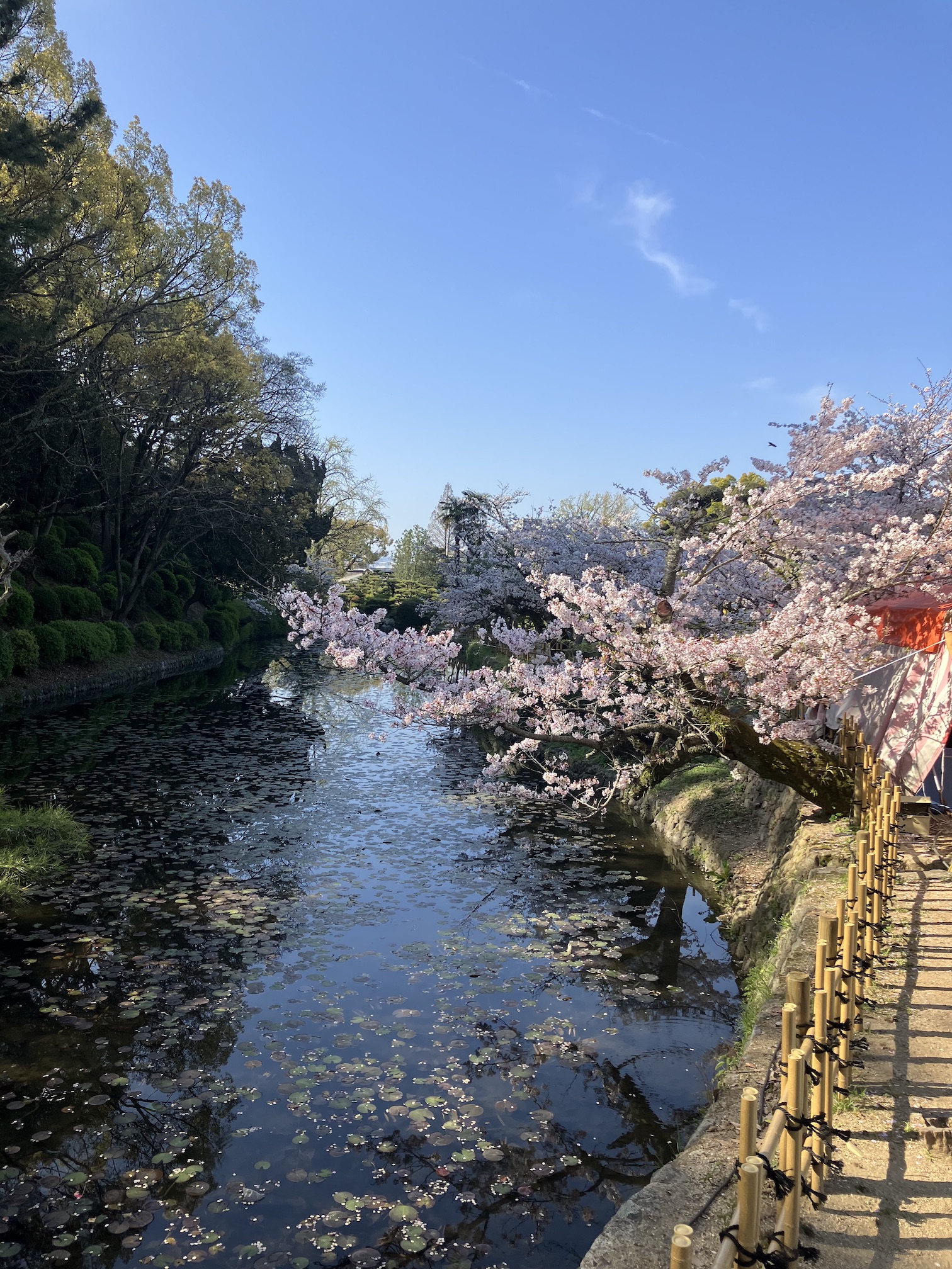 桜も満開を迎えました🌸✨
