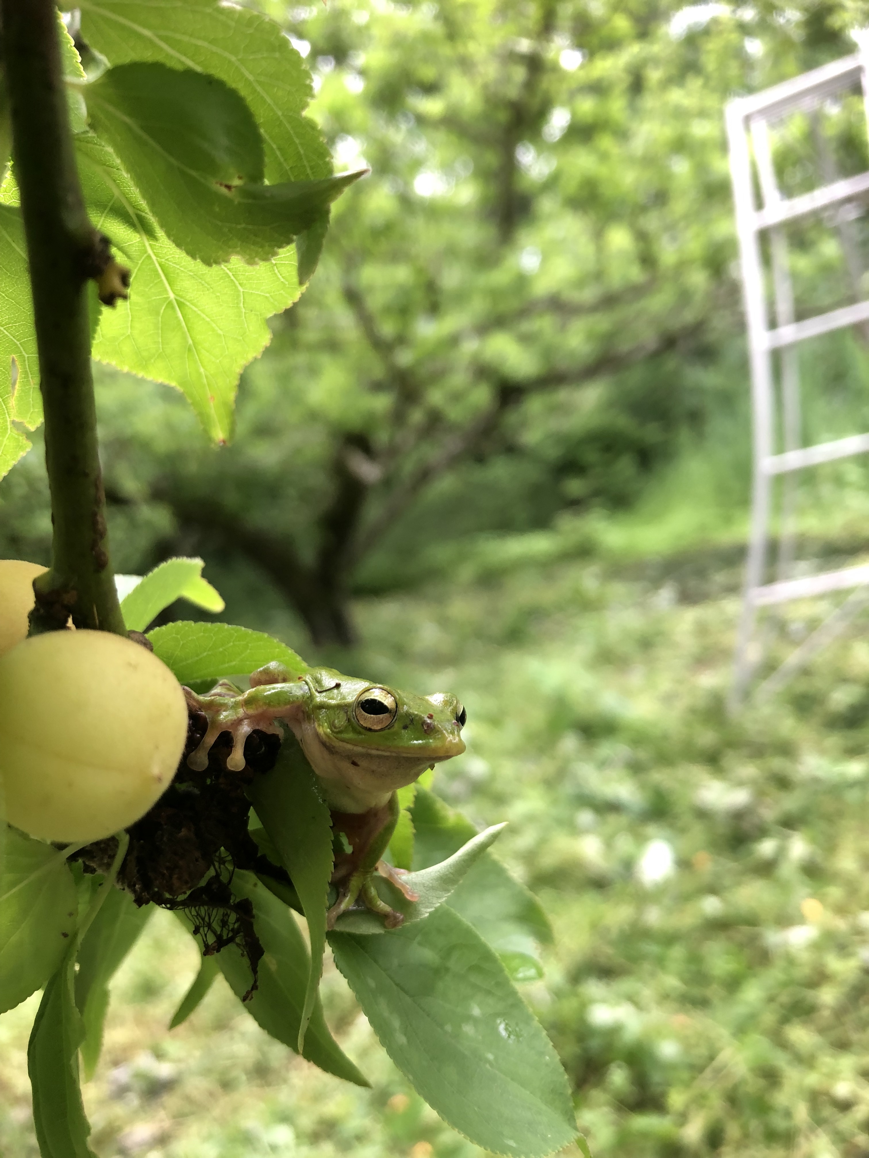 カエルの大合唱🐸✨
