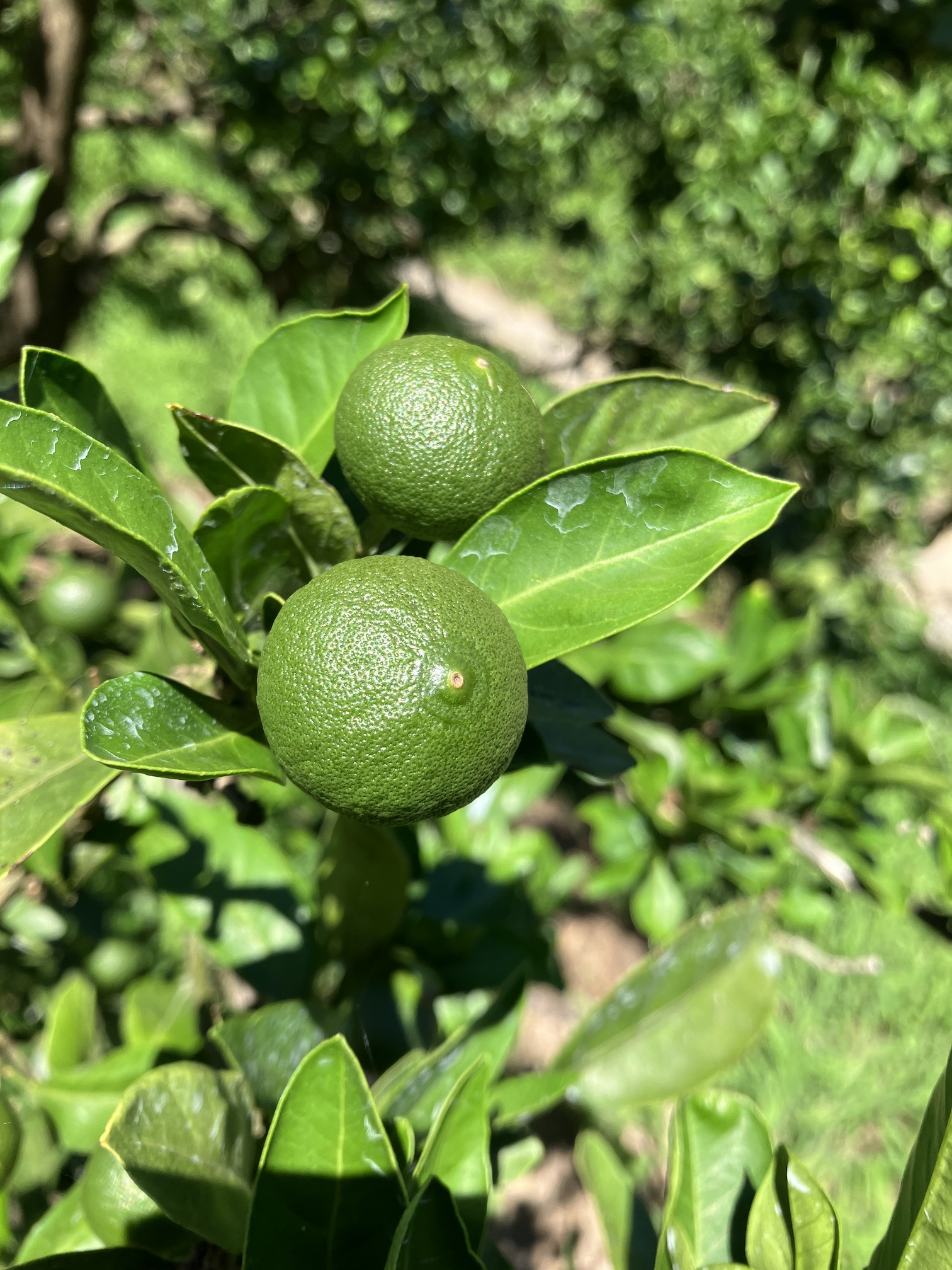 みかんも順調に🍊✨