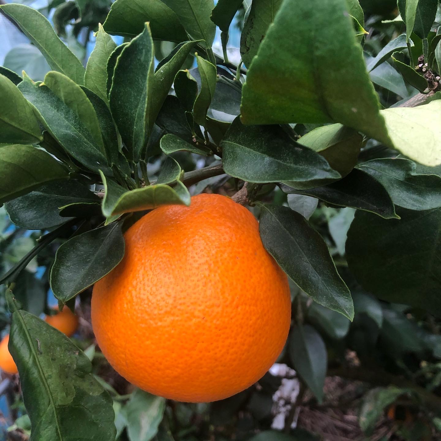 食べチョクさんの愛媛県応援キャンペーン本日最終日🍊♪
