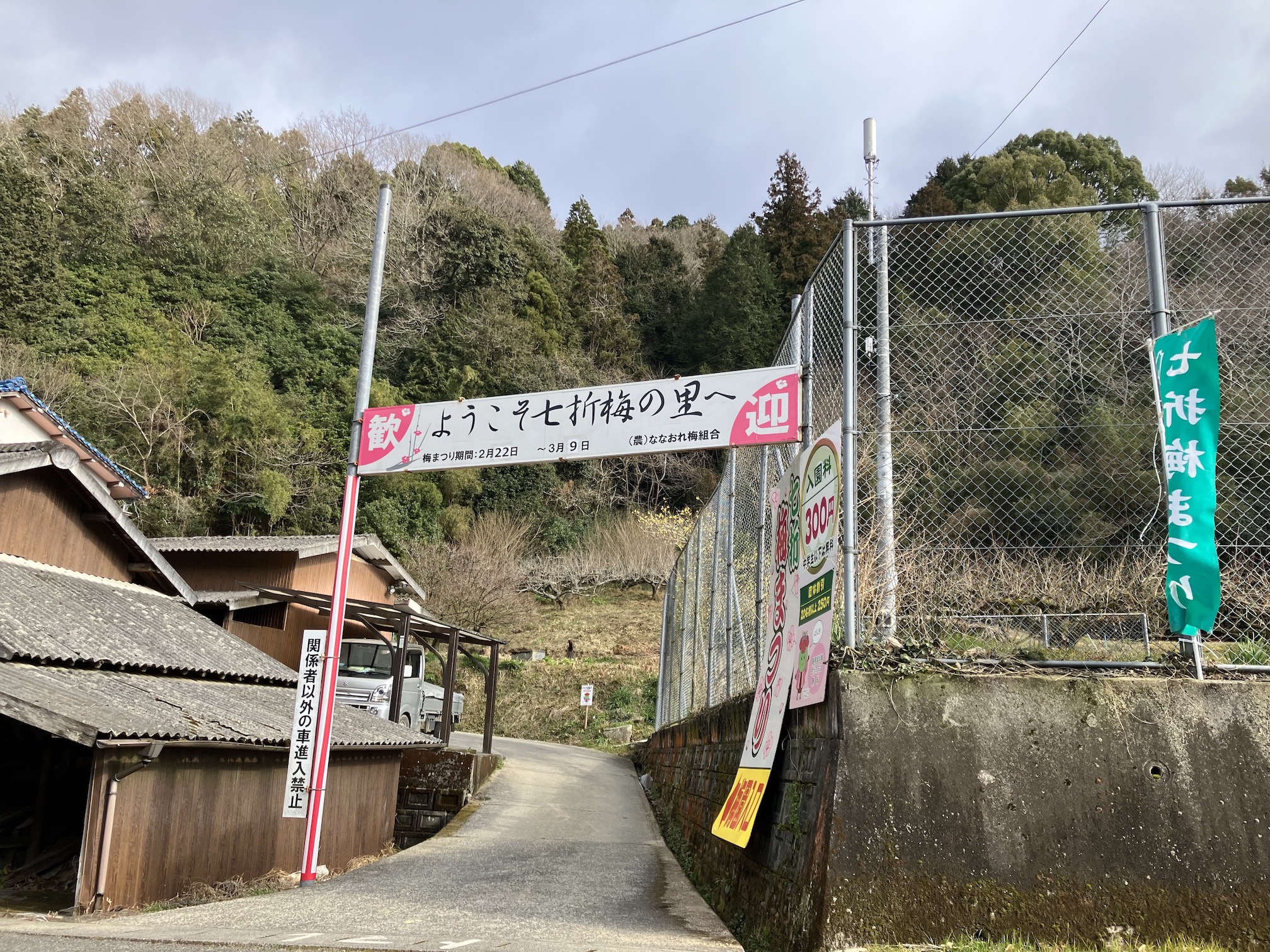 今週土曜日から七折梅まつり🌸