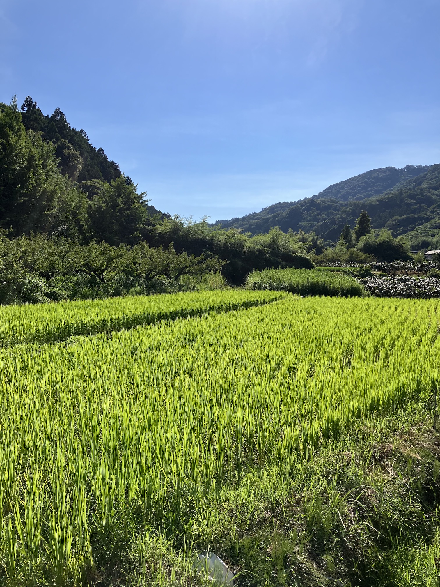 短い夏を楽しみましょう🙌