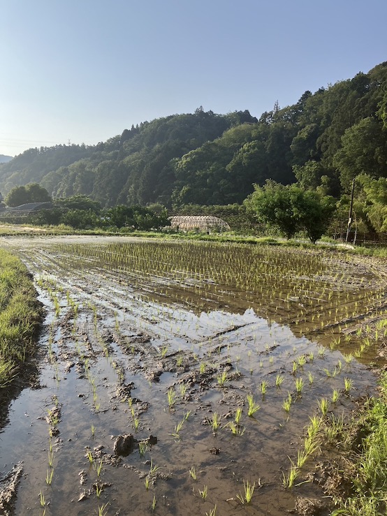 田植えが終わりましたー🌾