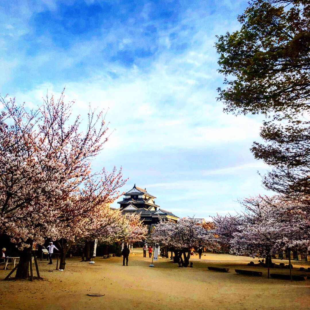 桜の満開宣言！