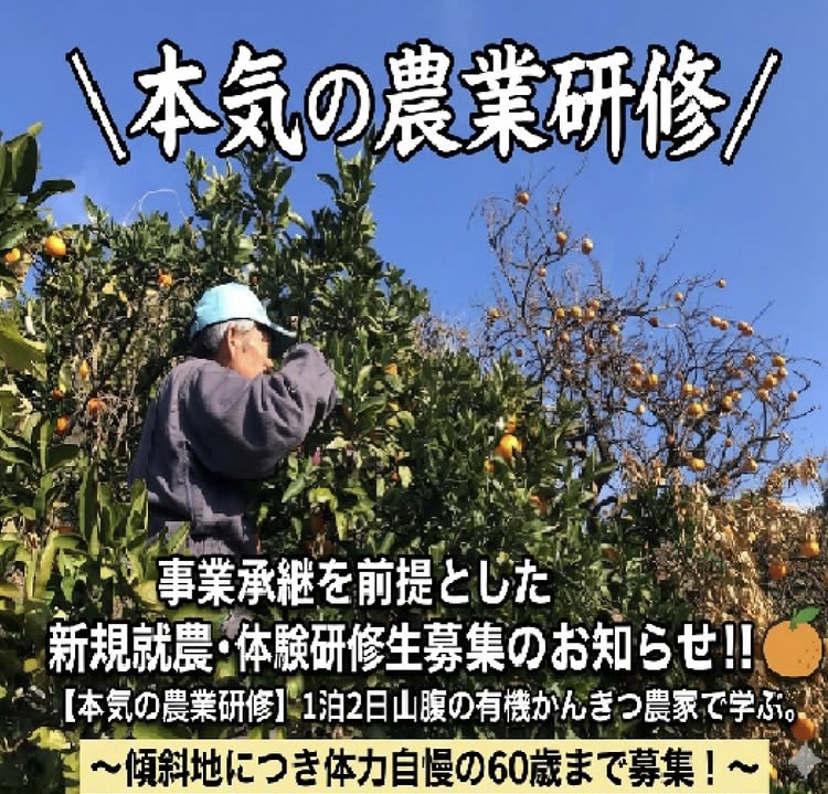 有機かんきつ農園で学ぶ、本気の農業体験研修