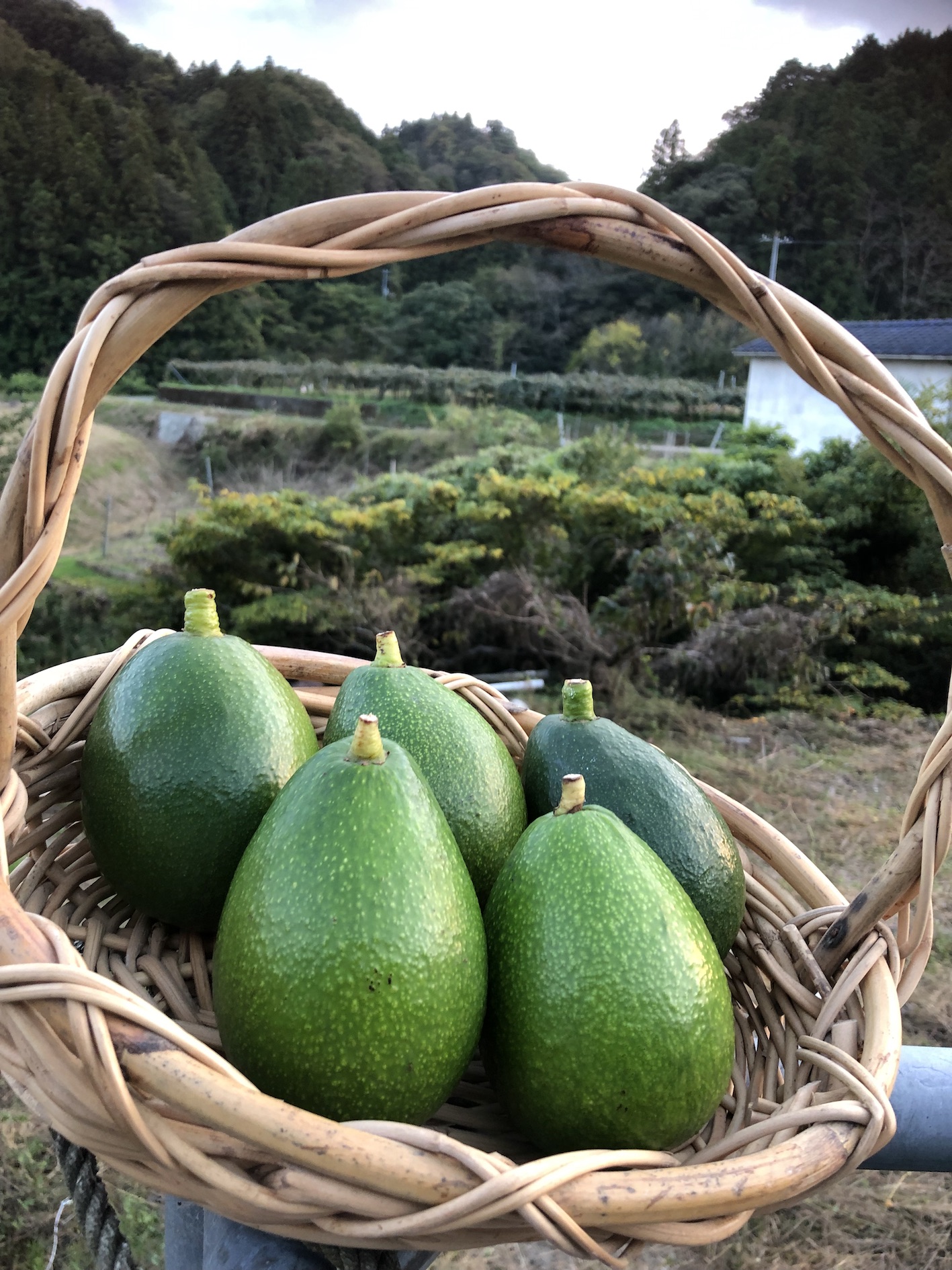 即日完売🙇‍♂️🥑