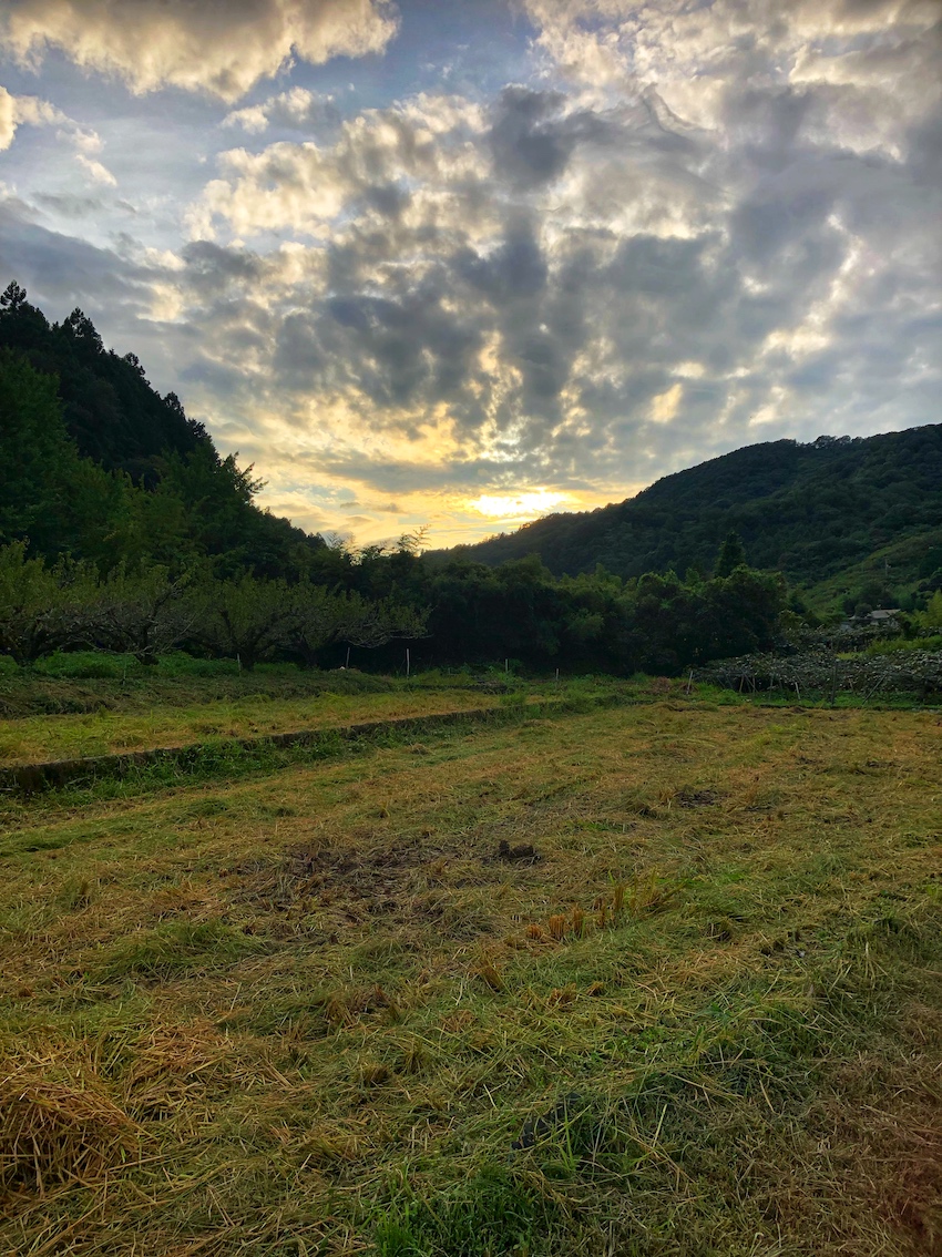 稲刈りスタートしましたー🌾