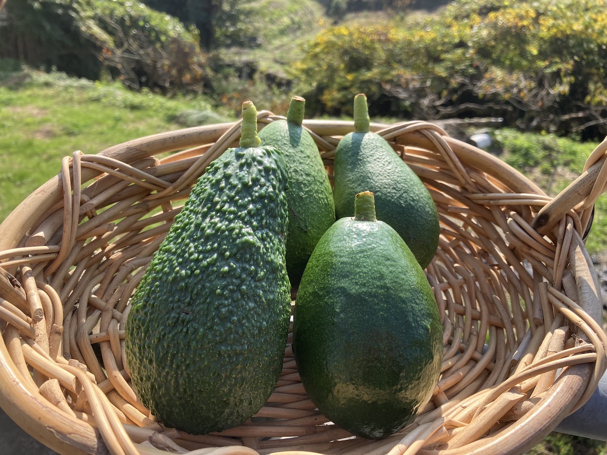 贅沢な食べ比べセット🥑✨
