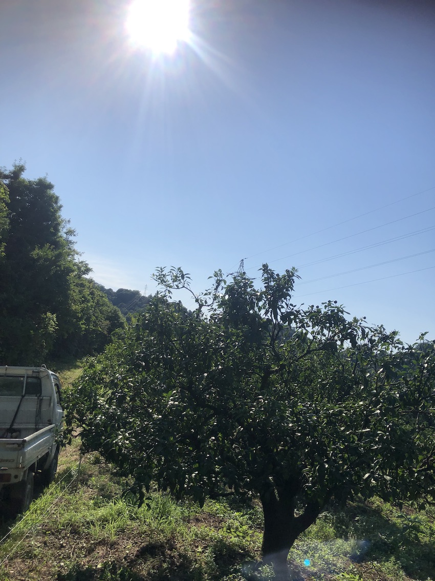 九州&中国地方　梅雨明け🌻