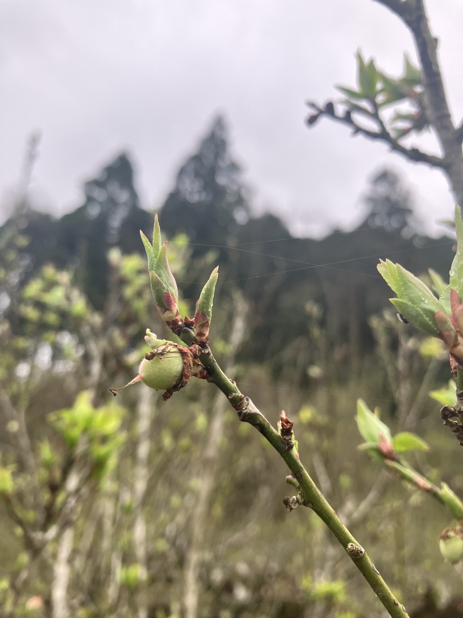 今年の梅は🧑‍🌾