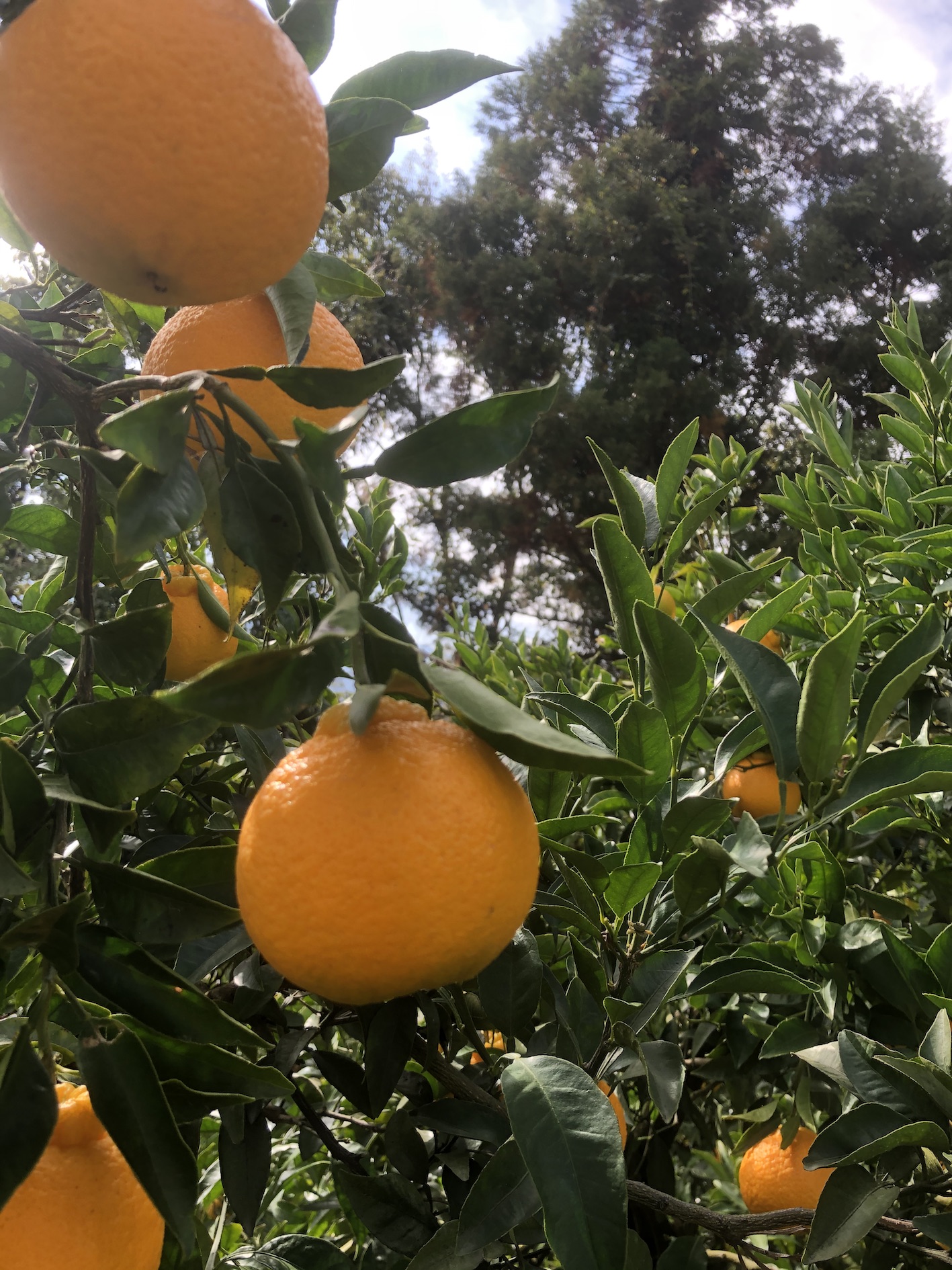 今期の柑橘販売終了致しました🍊