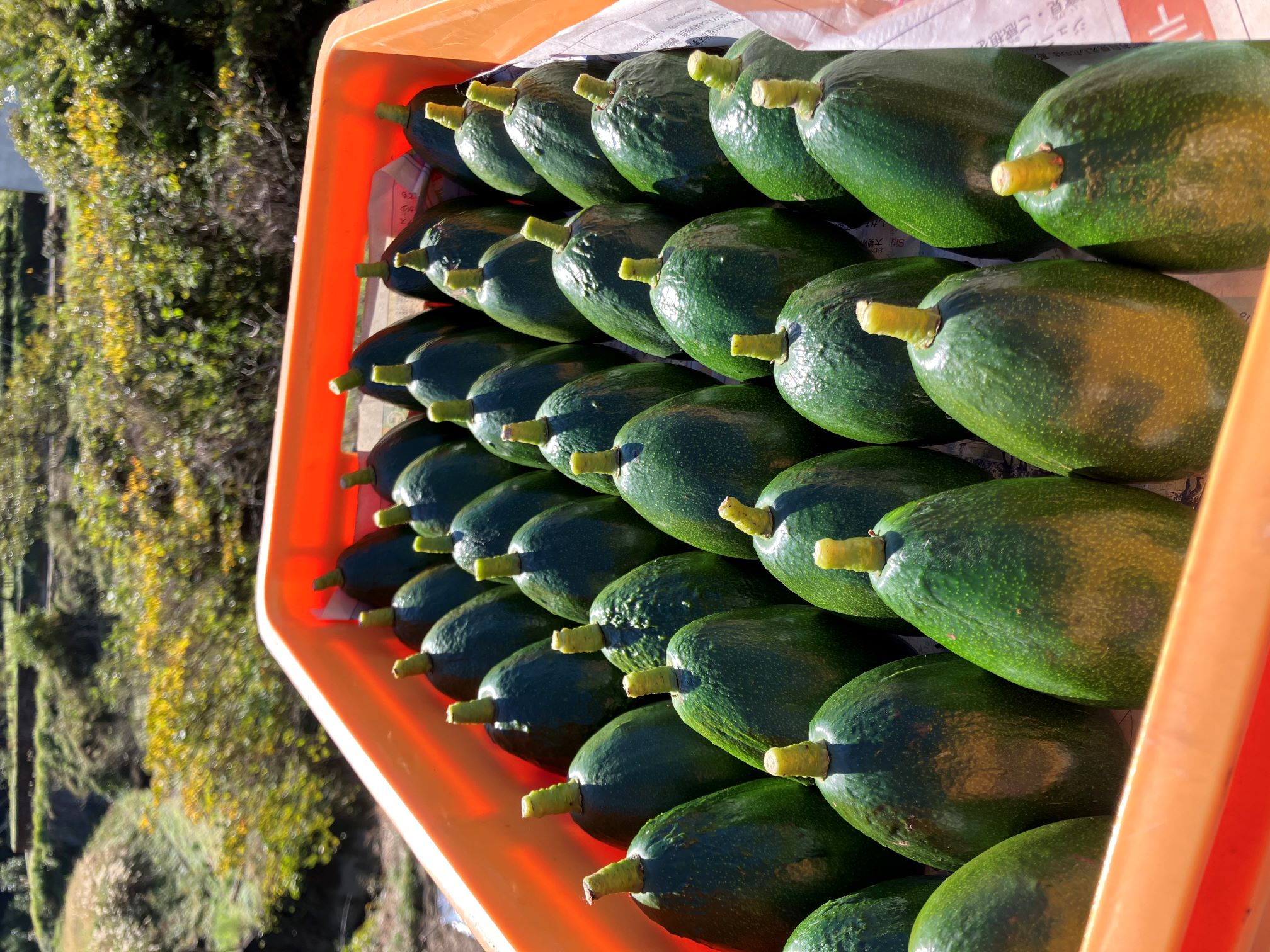 残り1点となりました🥑