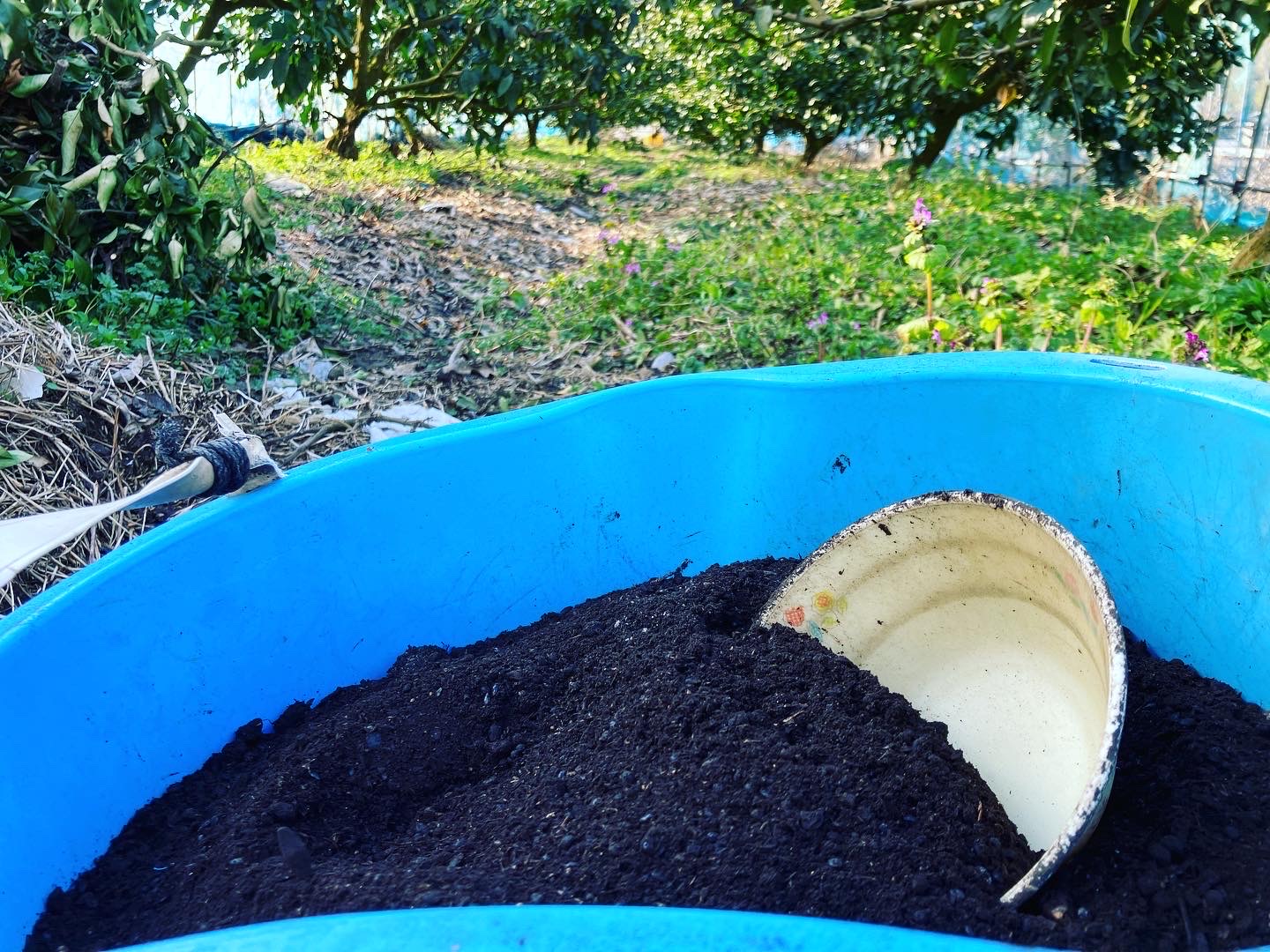 肥料やり👩‍🌾
