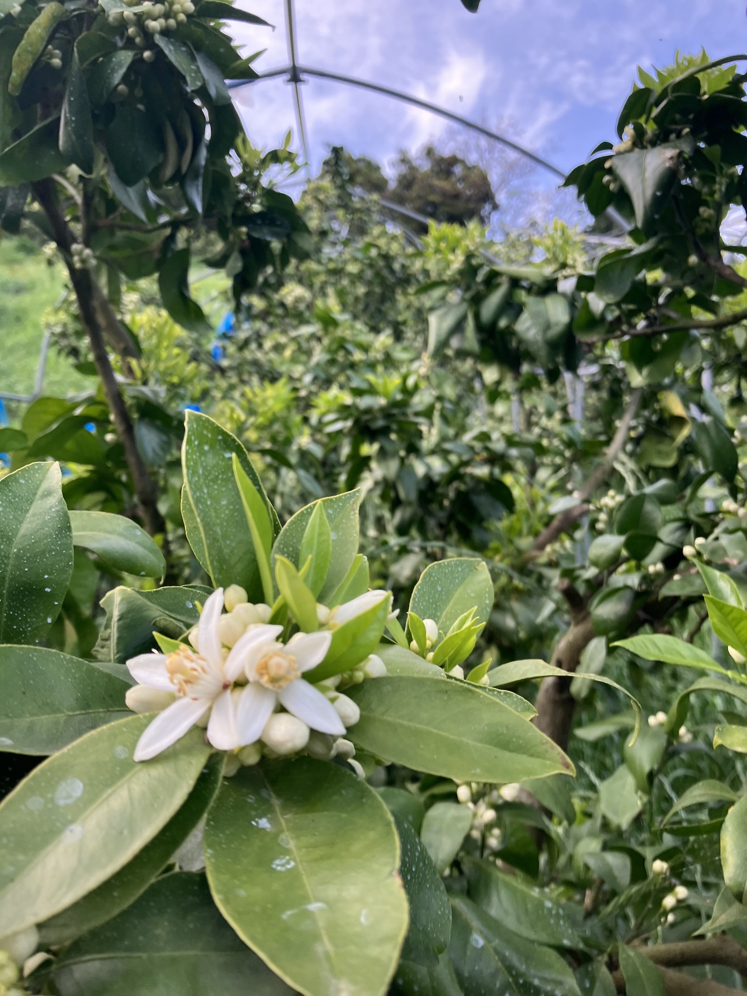 みかんの花が咲きました🍊🌸