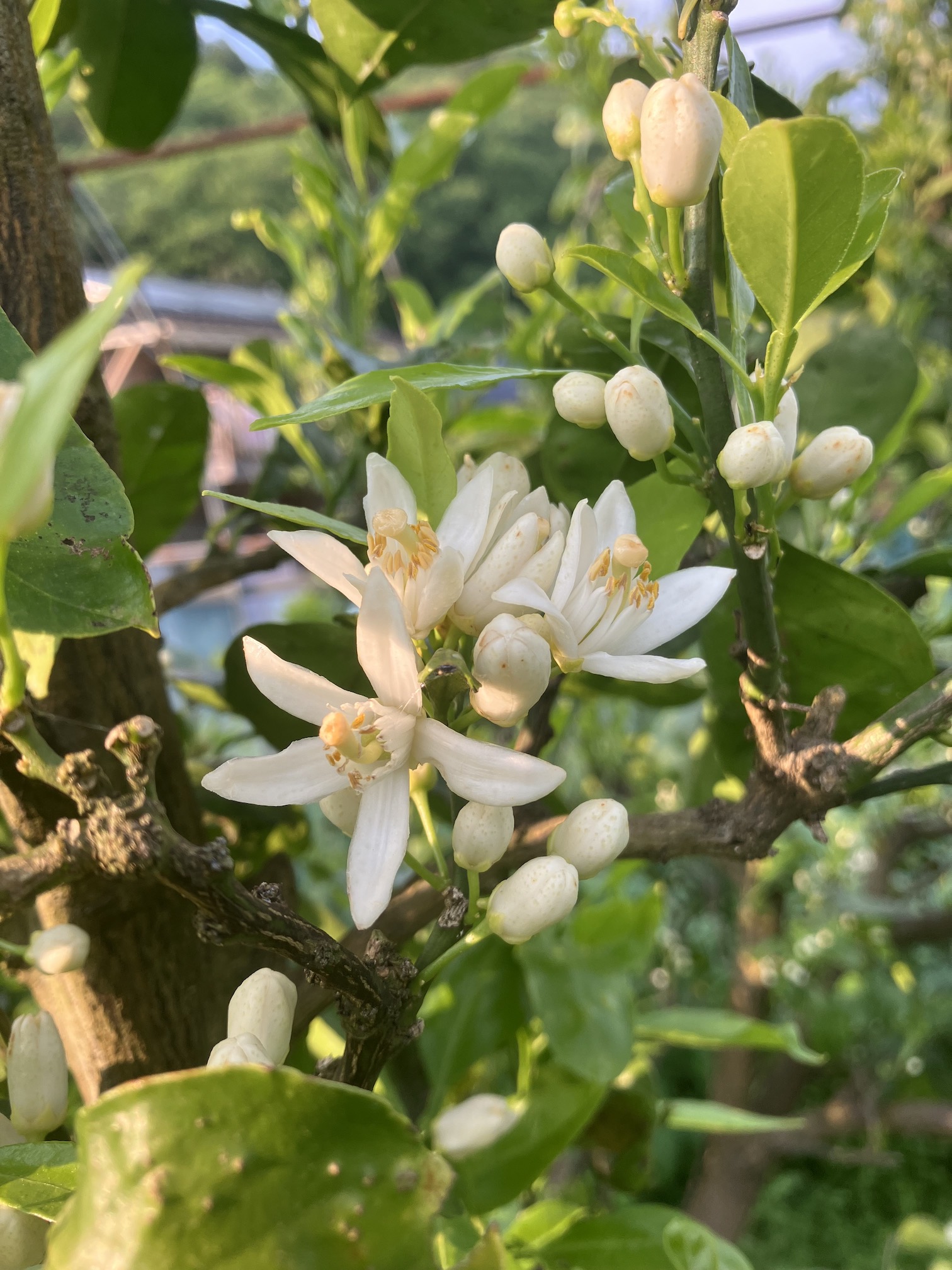 みかんの花が咲きました🍊✨