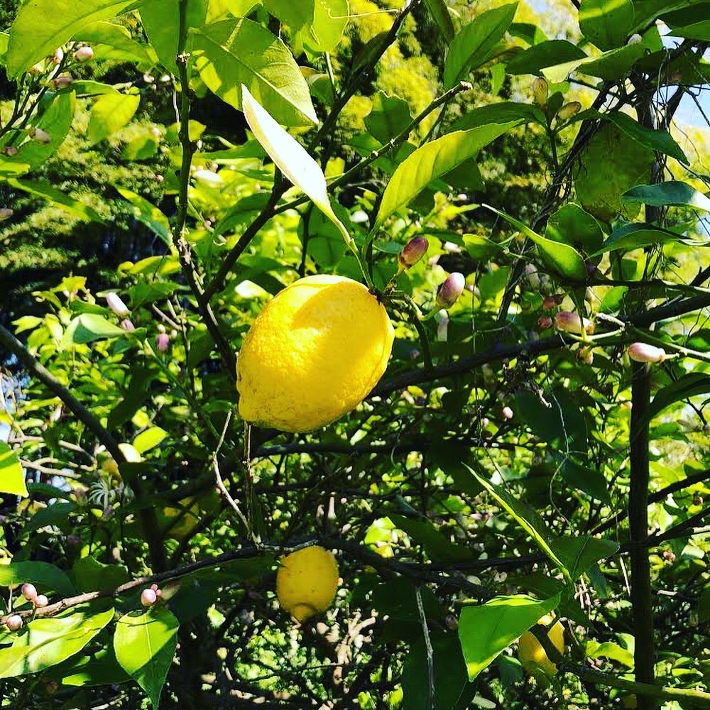 レモンの収穫🍋