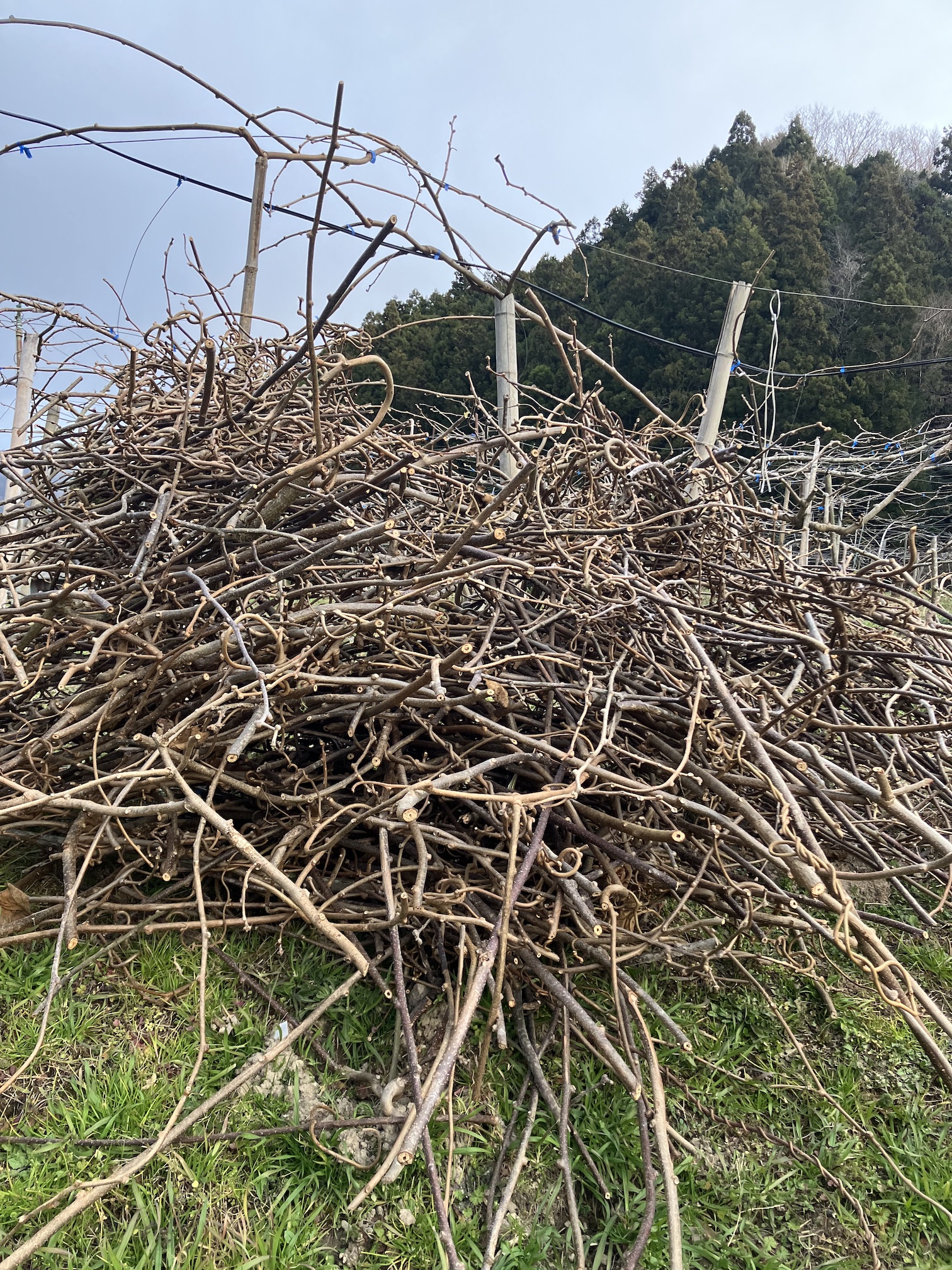 剪定枝の片付け🥝🧑‍🌾