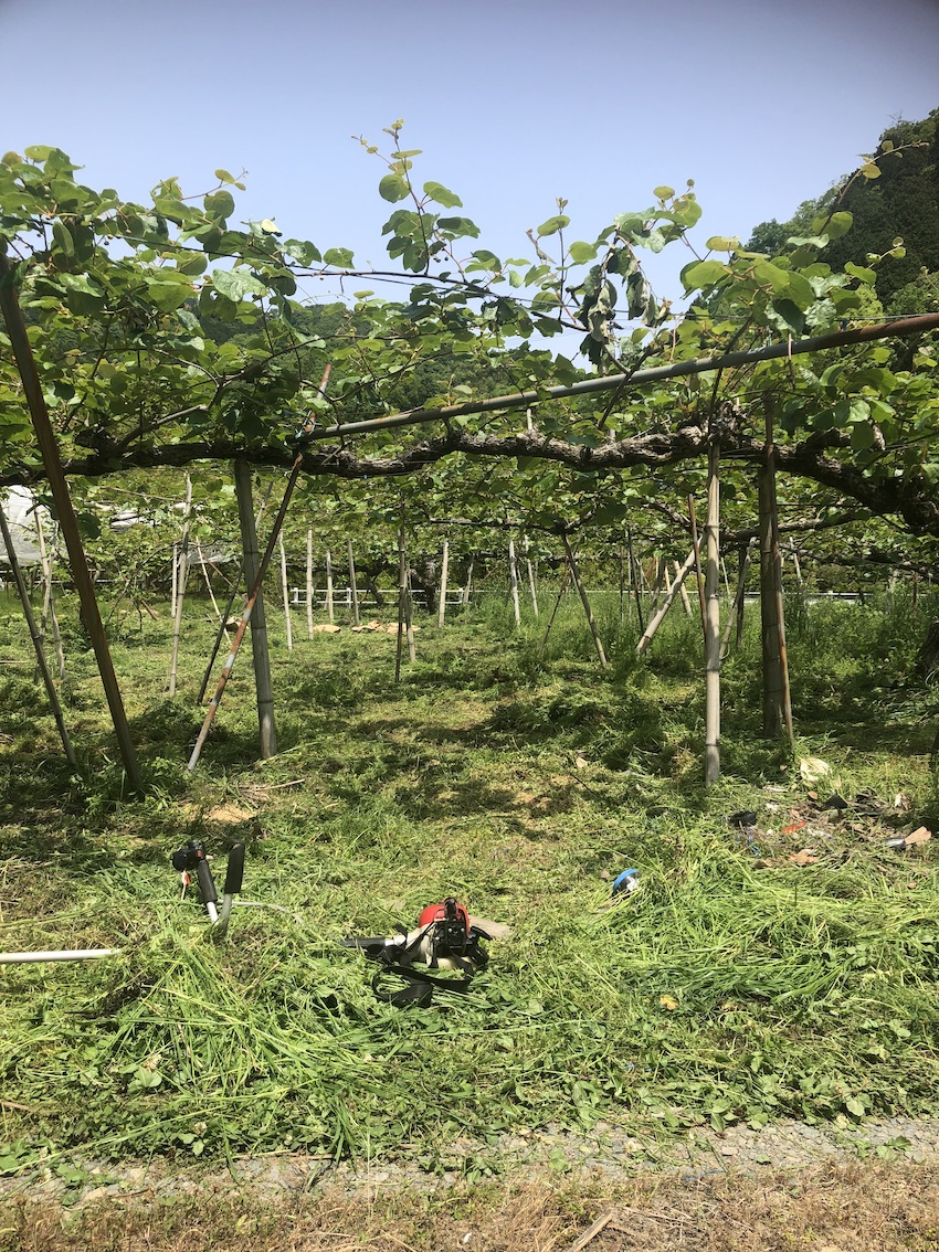 キウイ畑の草刈りは匍匐前進がラク🌳✨