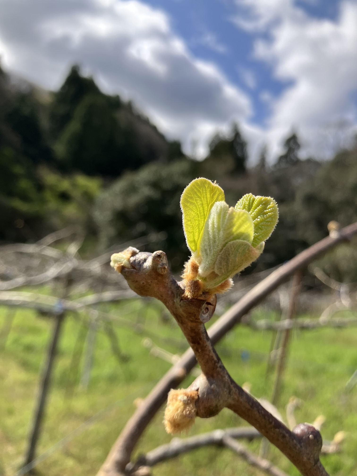 キウイも芽吹いてきました🥝