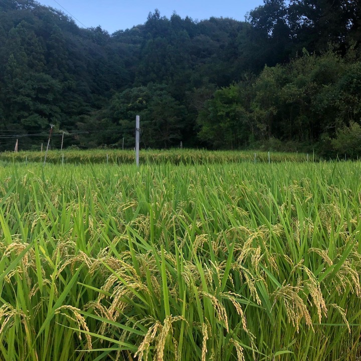 収穫の秋到来🌾