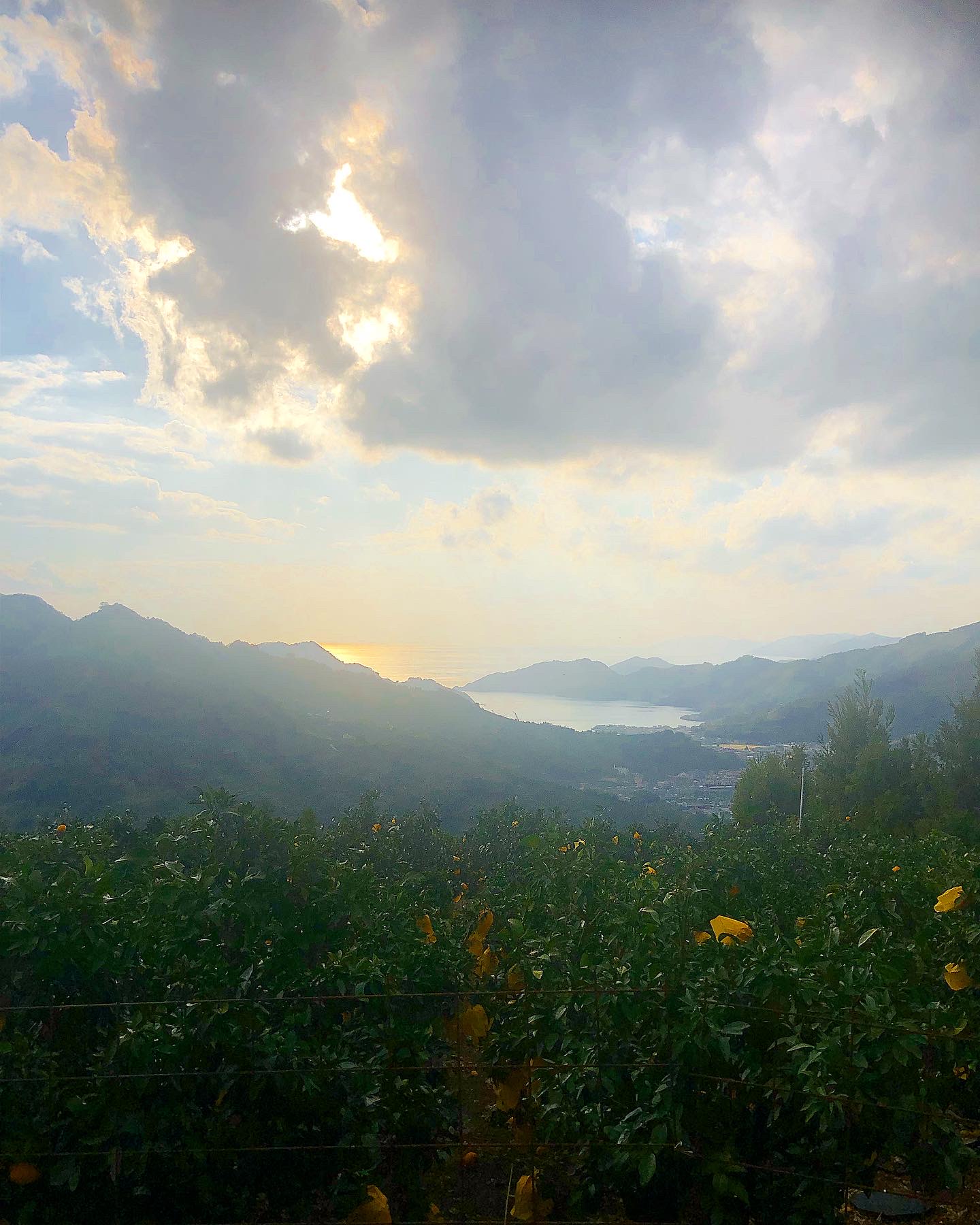 みかんの本場は凄い🍊✨