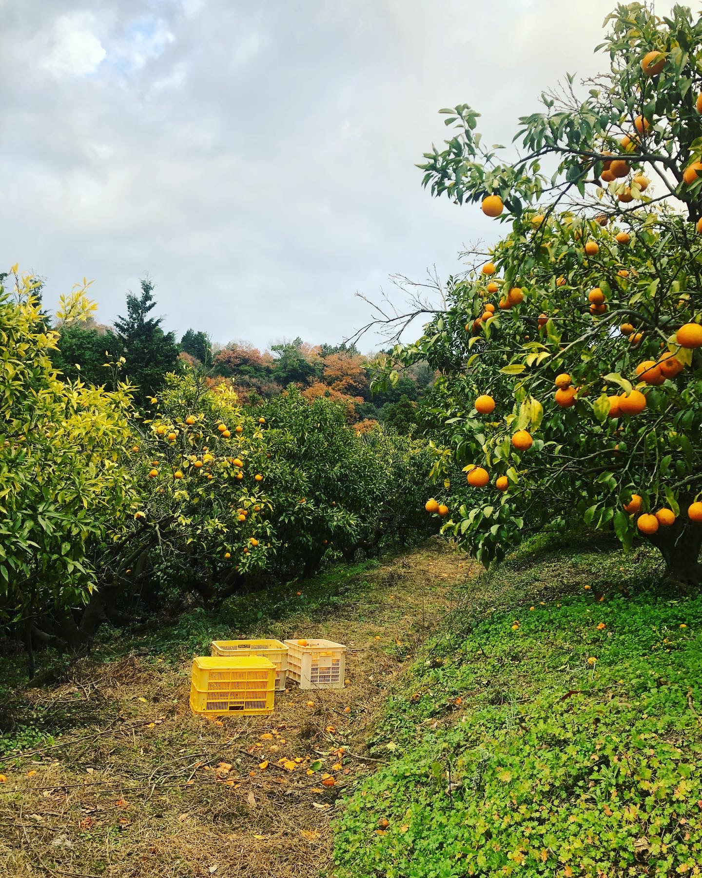 メリークリスマス🎄収穫🍊