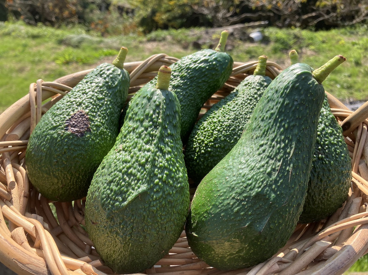 アボカド入荷致しました🥑✨