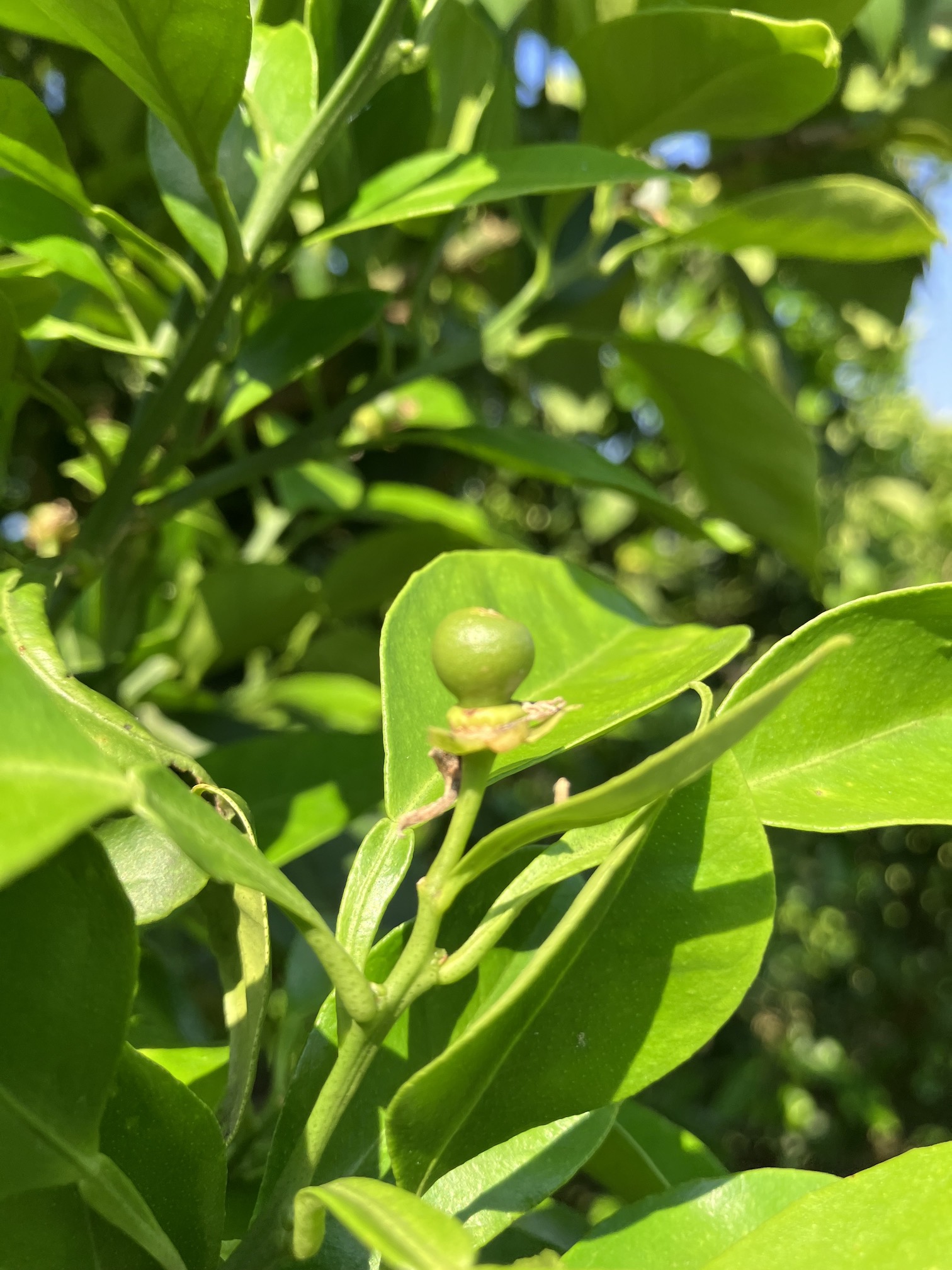 花が咲き終わって🧑‍🌾