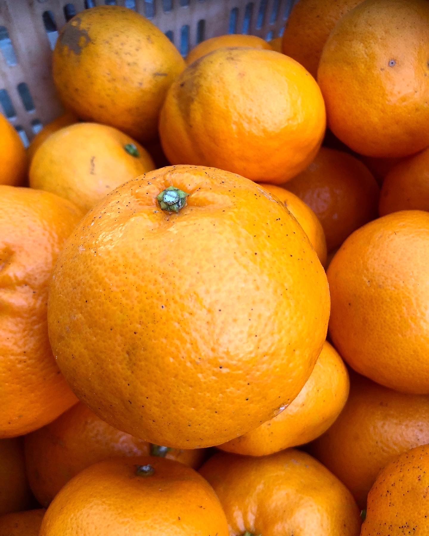 はるみちゃん完売致しました🍊