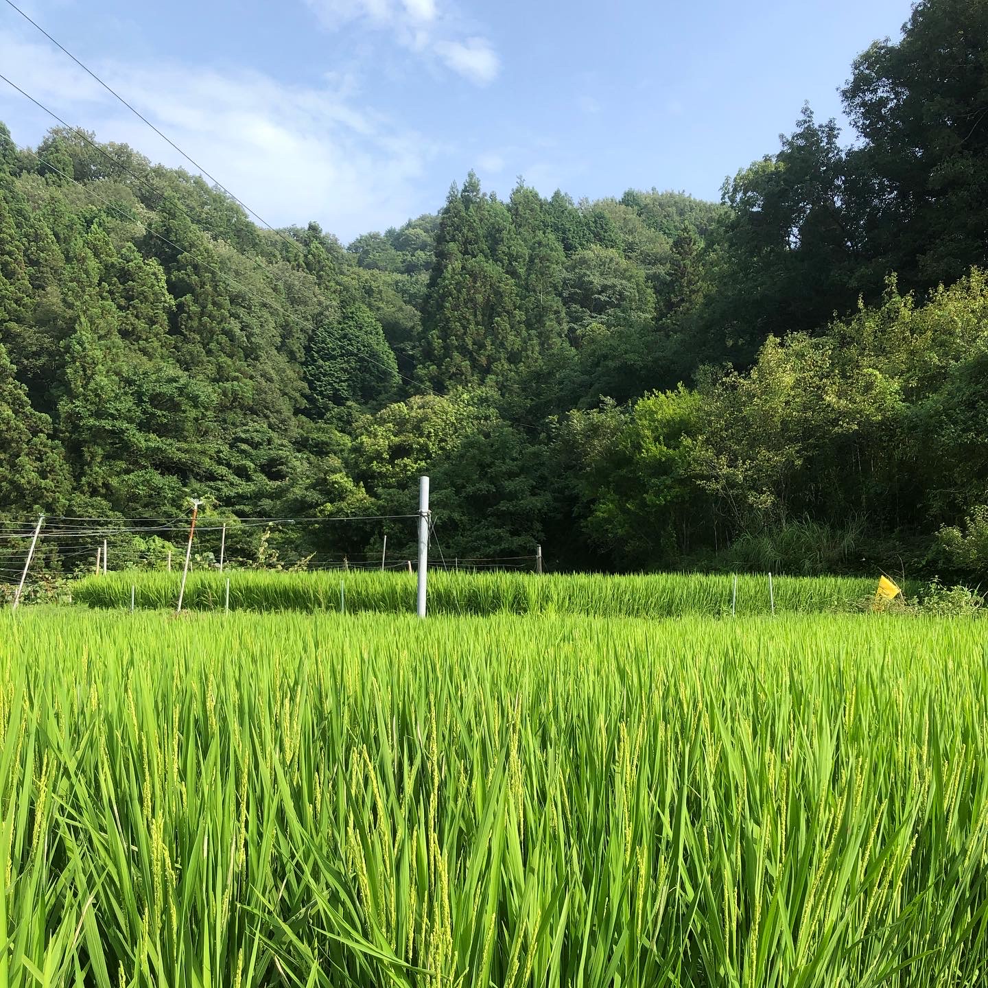 あと1ヶ月ほどで収穫！