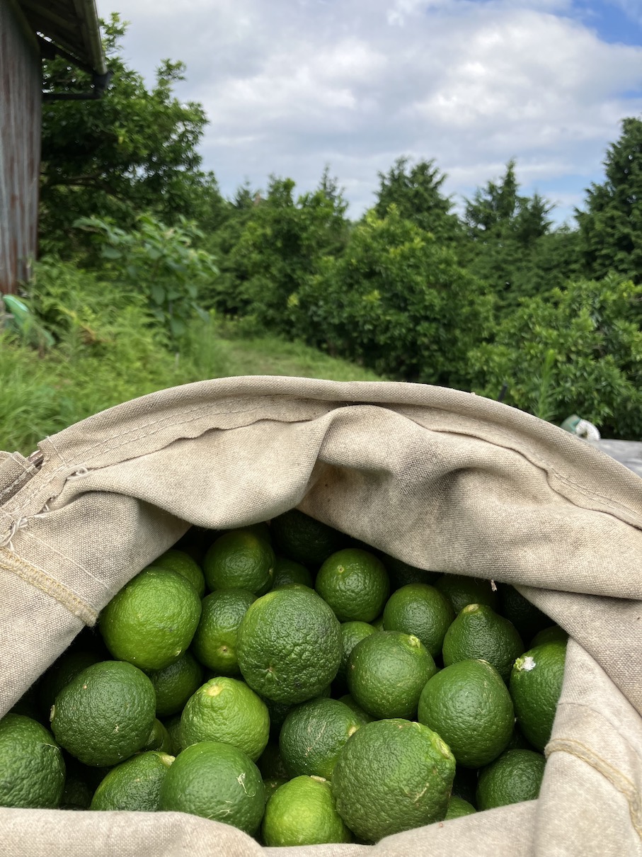 摘果作業&収穫👩‍🌾
