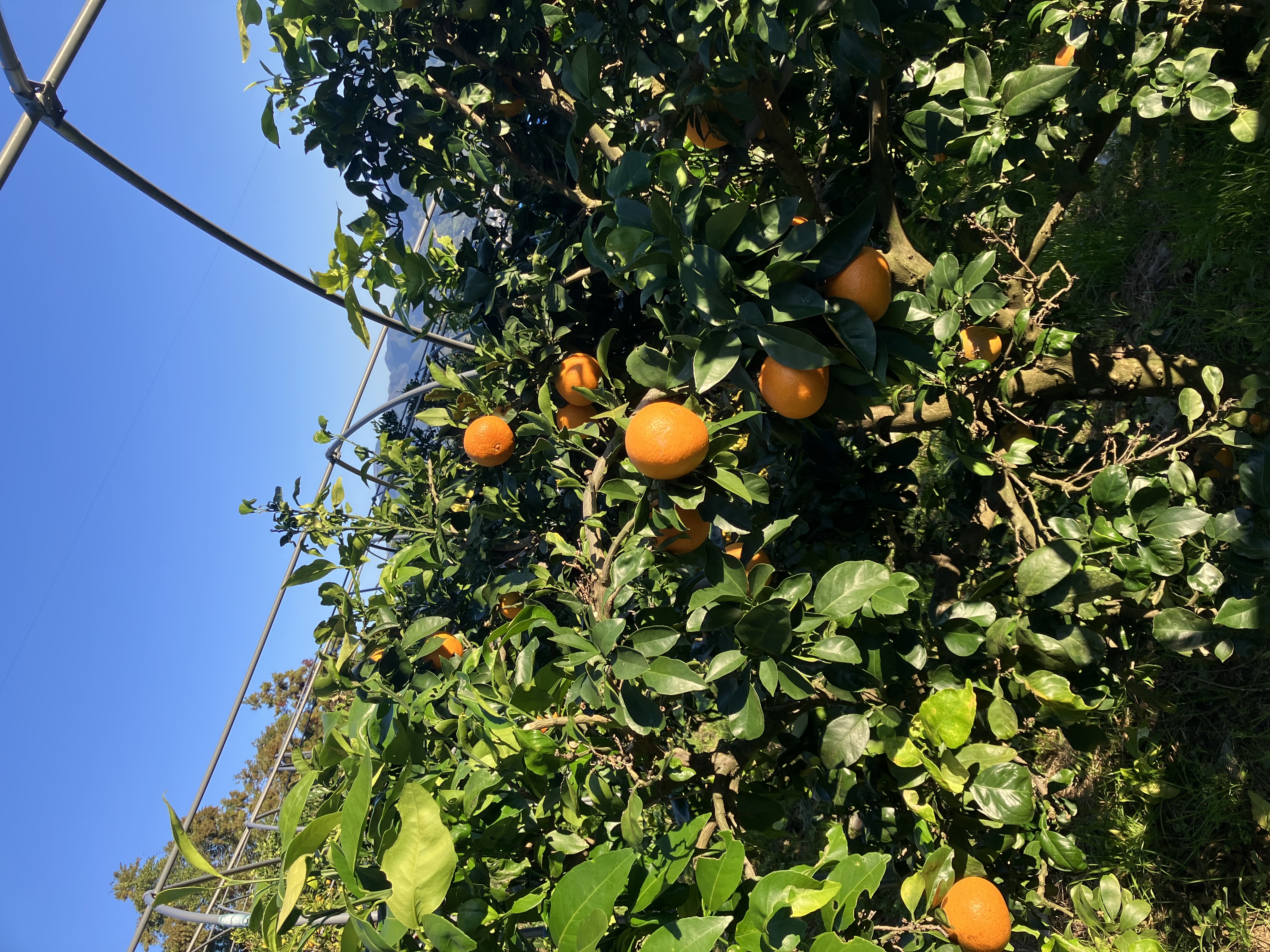 テグス糸効果⭕️🍊🧑‍🌾