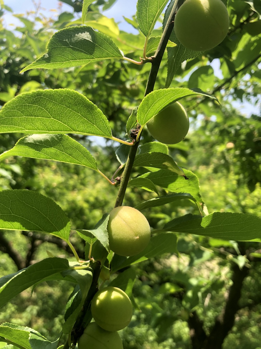 来週から梅の収穫が始まります！