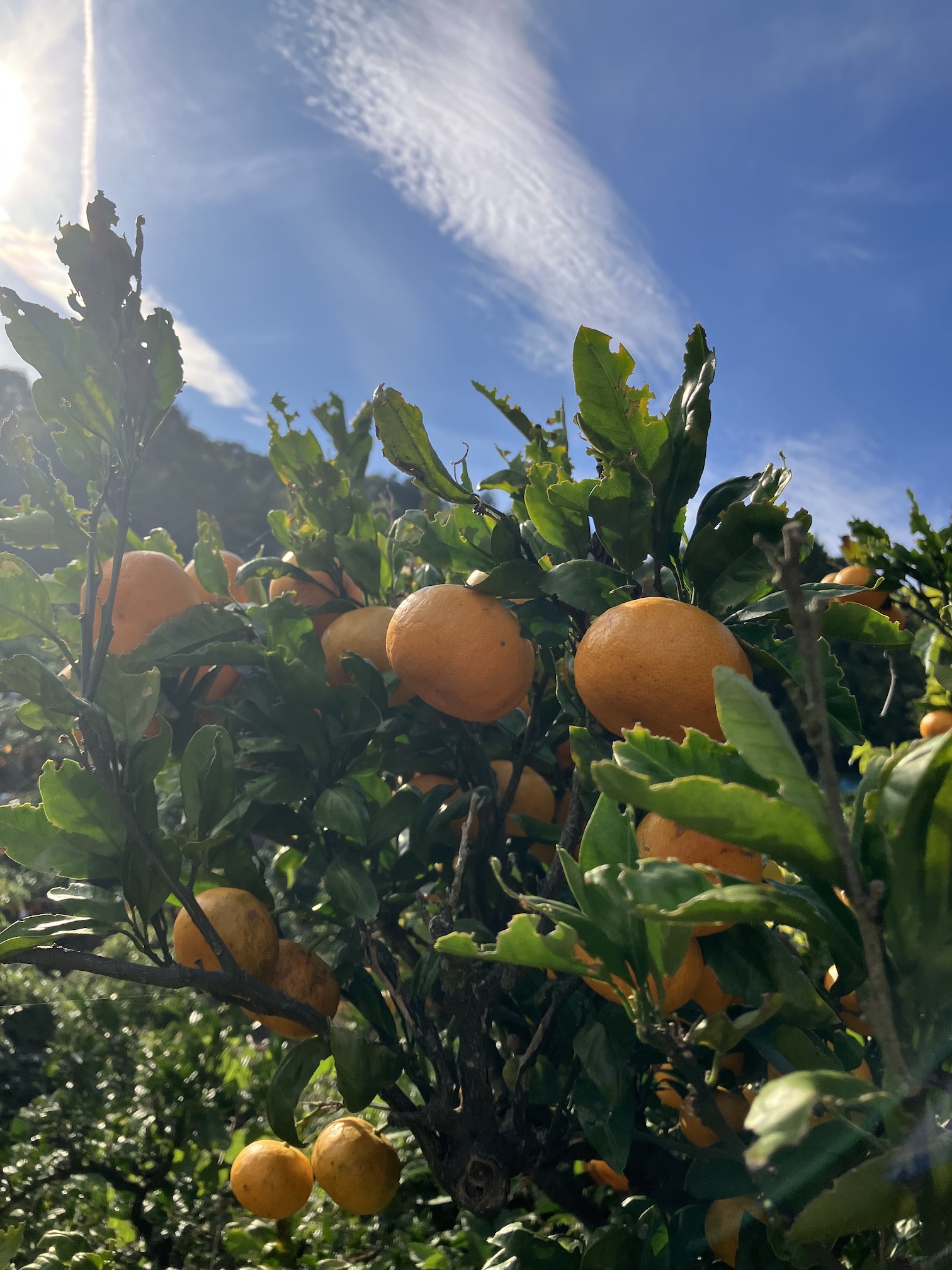 温州みかん来週から販売します🍊
