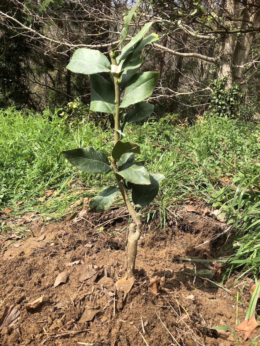 レモンを植えました🍋