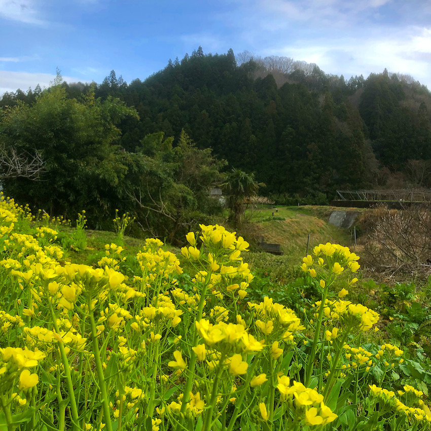 野に咲く花のように♪✨