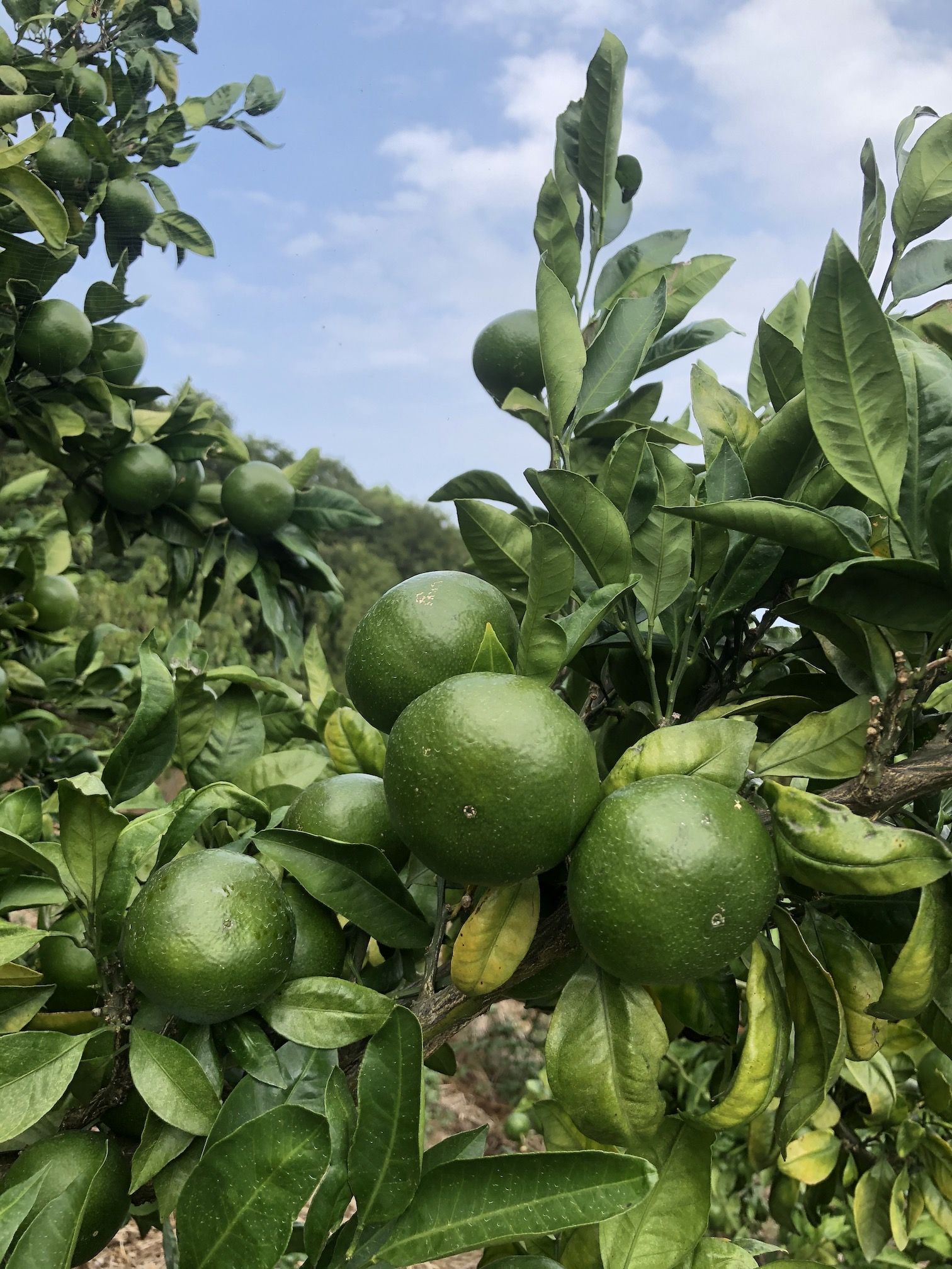 みかんのシーズンもそろそろ🍊