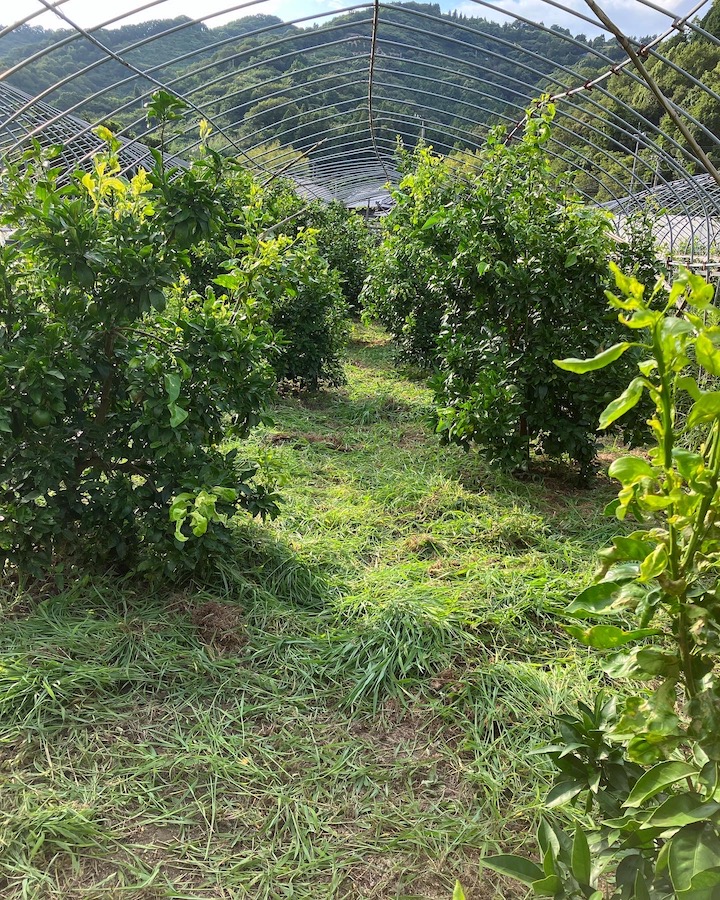 草刈りもあと何回かな🧑‍🌾