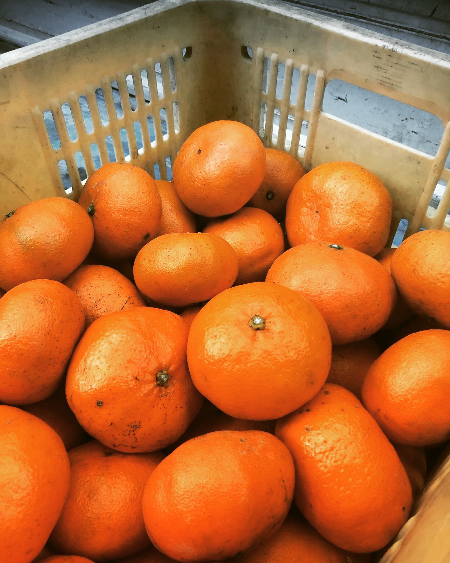 残り僅かとなってきました🍊