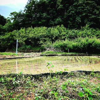 田植えして参りました！