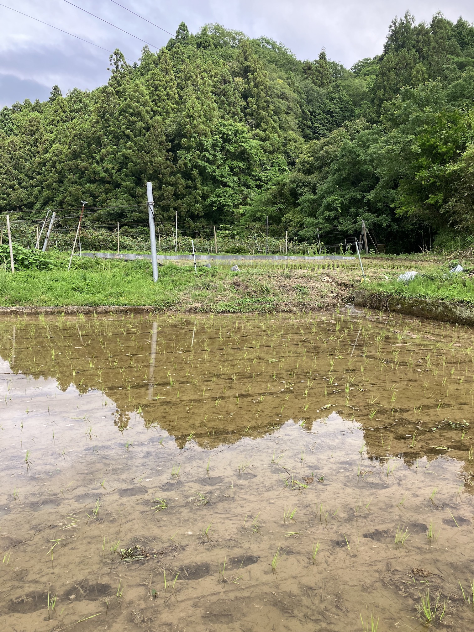 田植え始めましたー🧑‍🌾