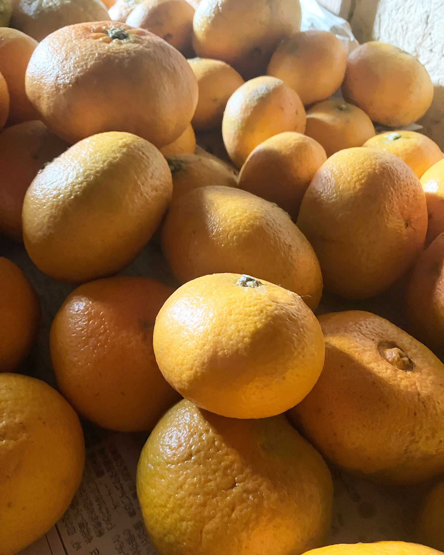 甘平ちゃん収穫🍊