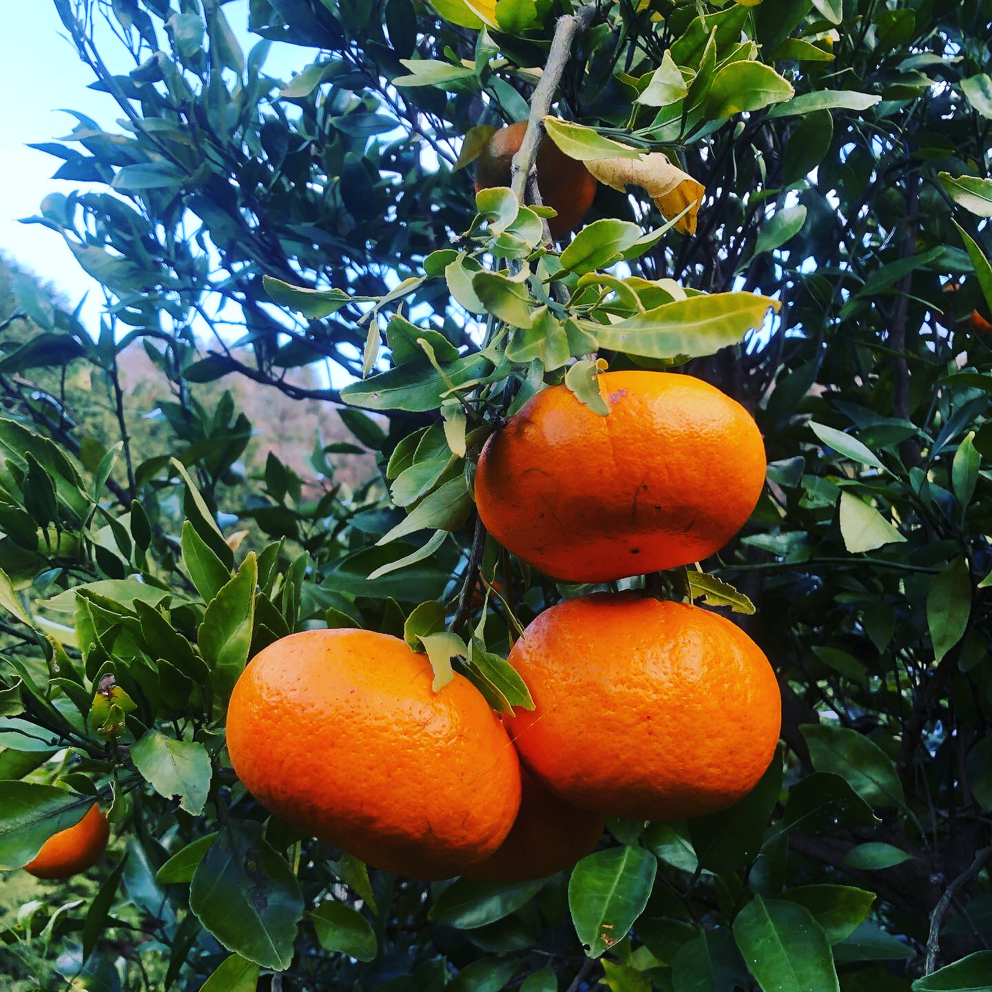 甘平の販売開始致しました🍊