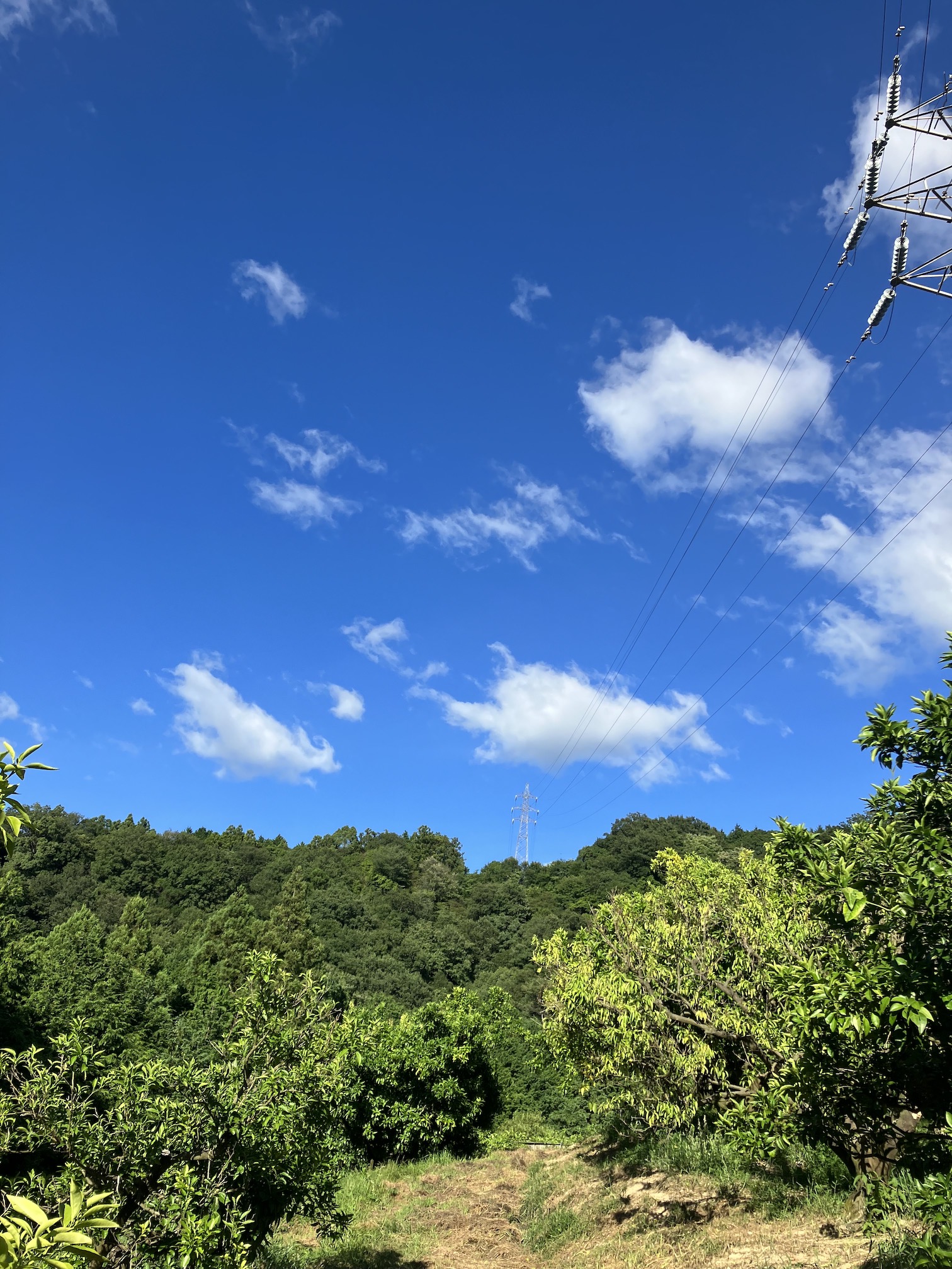 抜ける様な青空🌻