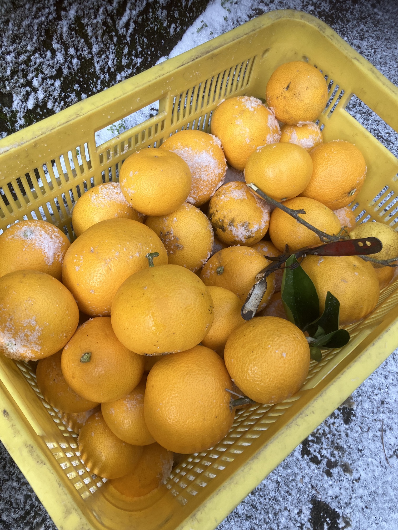 暴風雪の中の収穫🍊