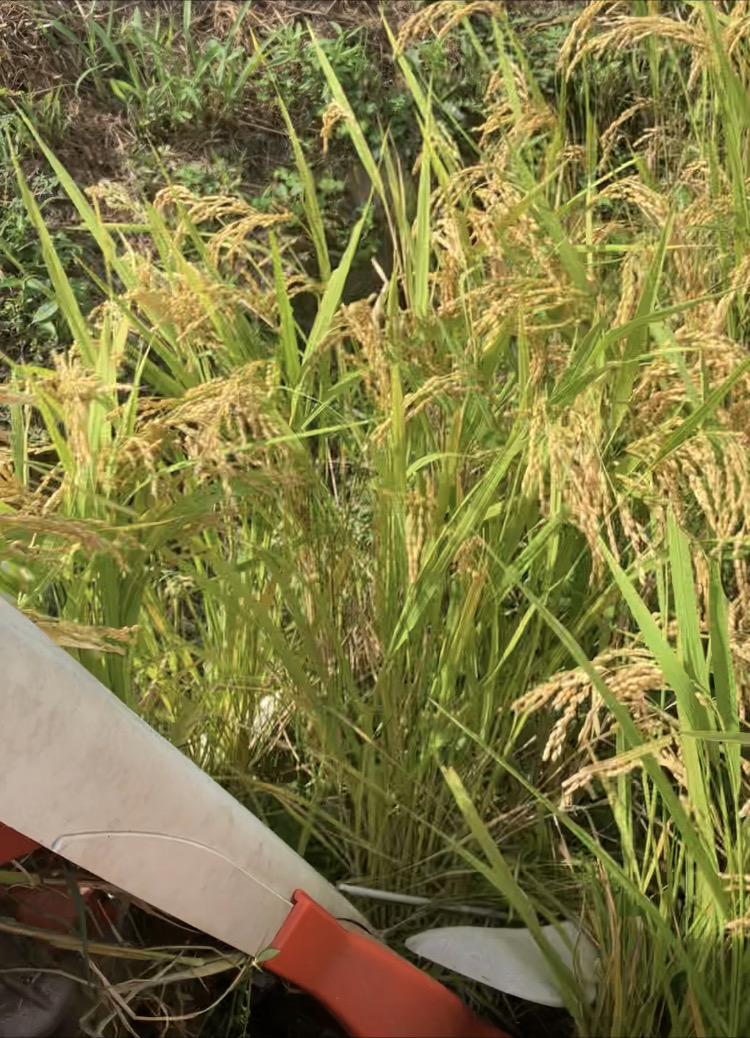 稲刈り始まりましたー🌾